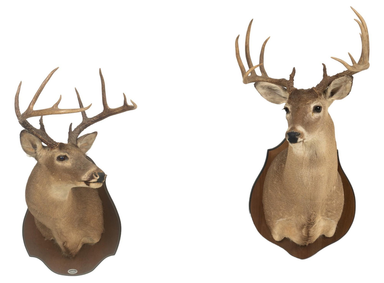Pair of Whitetail Deer Shoulder Mounts: Pair of whitetail deer shoulder mounts taxidermy height 35 in. x width 18 in. x depth 33 in. Provenance: Property from the estate of a Boerne, Texas Lady Shipping available for this lot through our pa