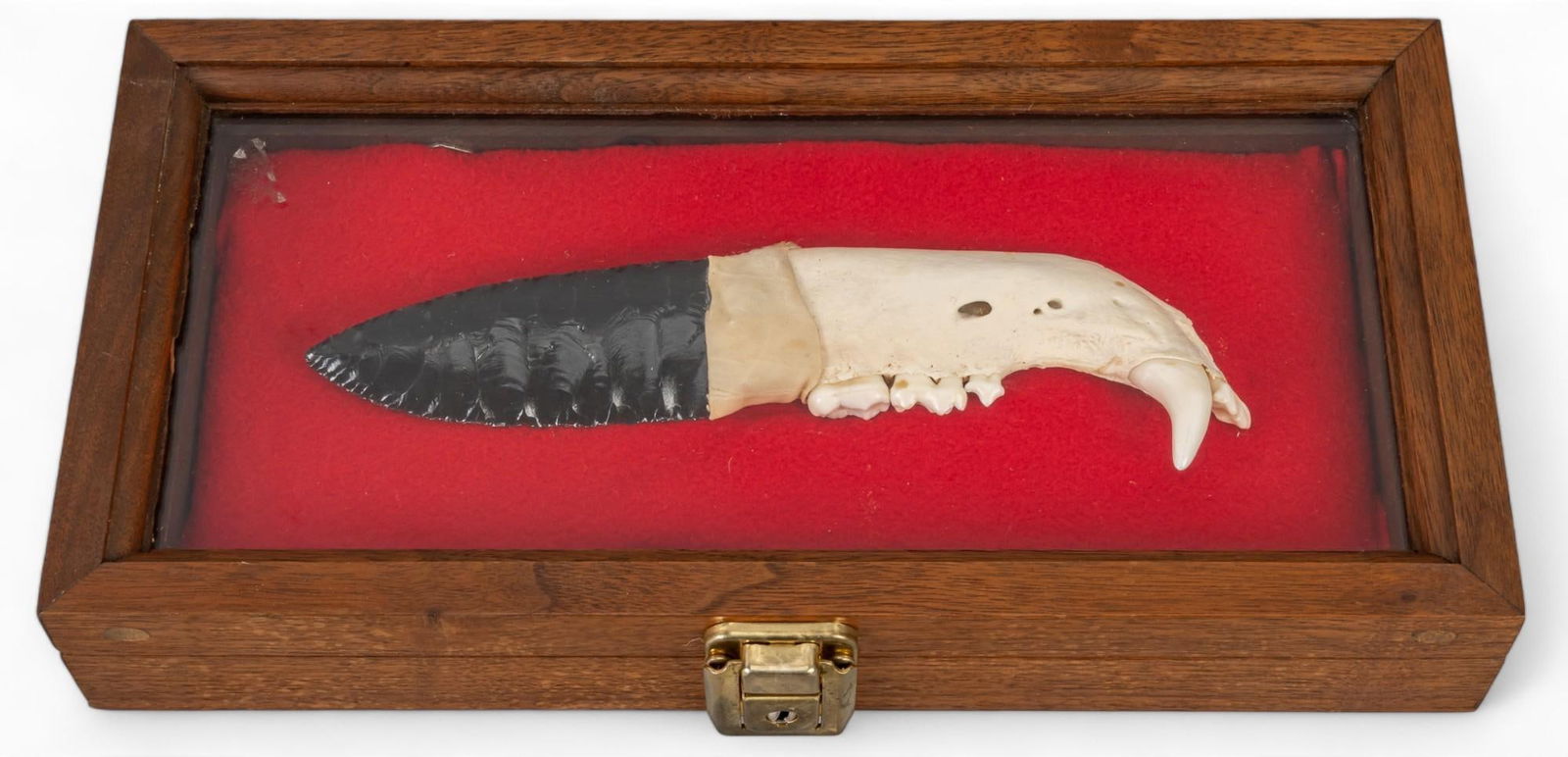 Black Bear Jaw Bone and Black Obsidian Knife: Black bear jaw bone and black obsidian knife, black bear jaw with teeth as handle, comes with wooden box with lock and key height 2 in. x width 12 in. x depth 6.5 in. Provenance: Property from the m