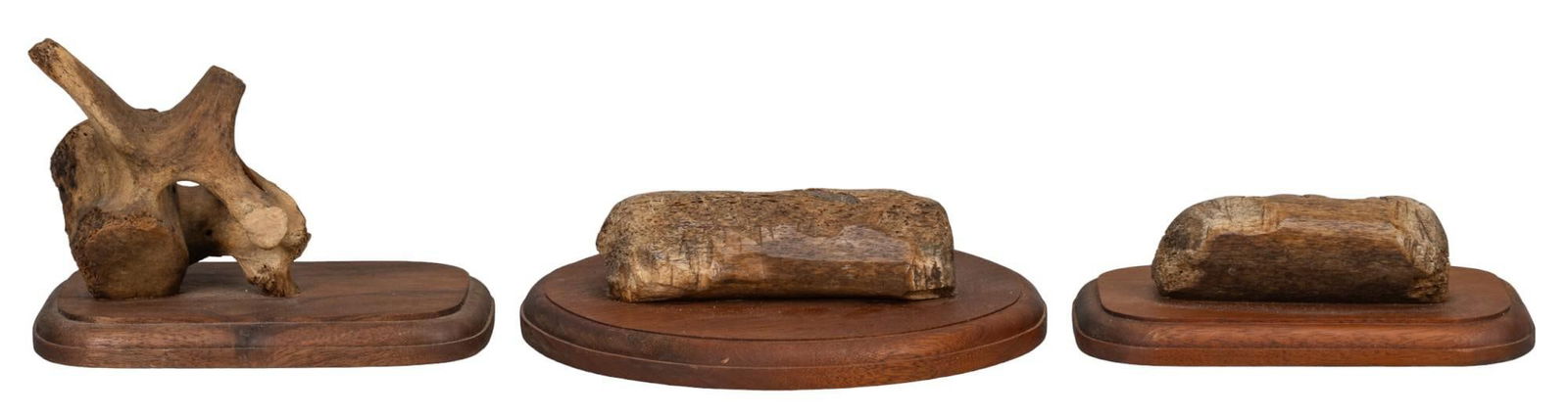 (3) Animal Bone Knife Displays: Three animal bone knife displays, original use was to display Punuk Adze knives, two displays are whale rib bone, one is an animal spinal bone, all three mounted on wood height 3 in. x width 9 in. x