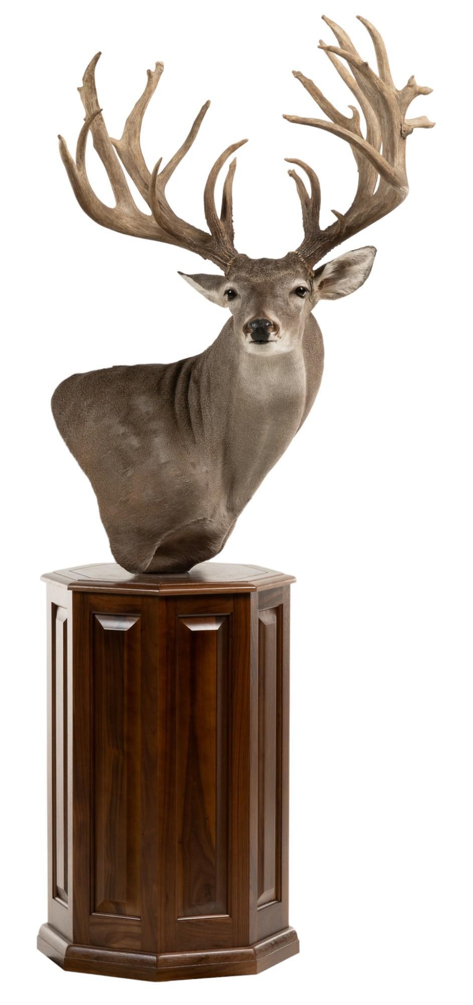 Whitetail Deer Shoulder Mount on Wooden Pedestal Base: Whitetail deer shoulder mount, supported on wooden pedestal base height 74 in. x width 35 in. x depth 19 in. Provenance: Property from the monumental lifetime collection of a distinguished Dallas, Tex
