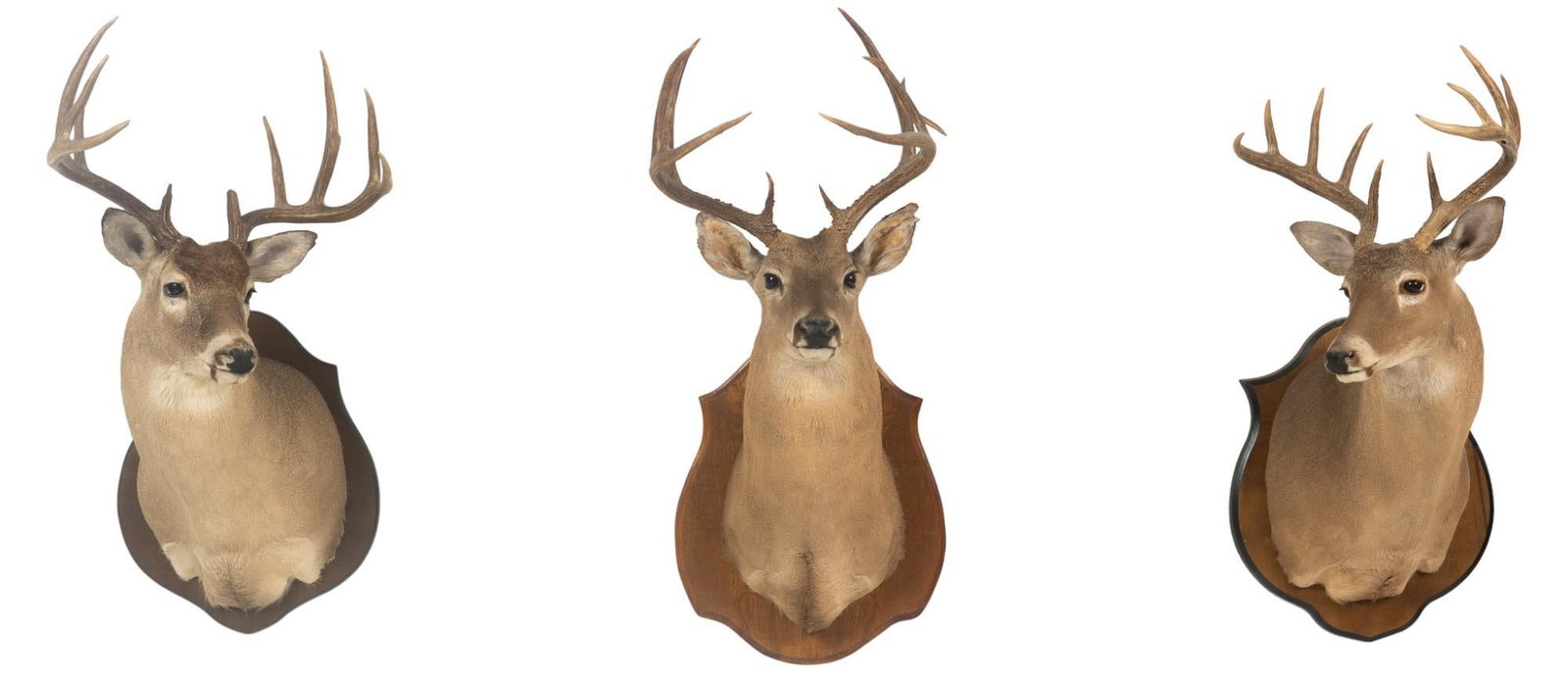 (3) Whitetail Deer Shoulder Mounts: Three whitetail shoulder mounts, on wooden plaque bases height 48 in. x width 15 in. x depth 23 in. / largest Provenance: Property from the estate of a Boerne, Texas Lady Shipping available for this l