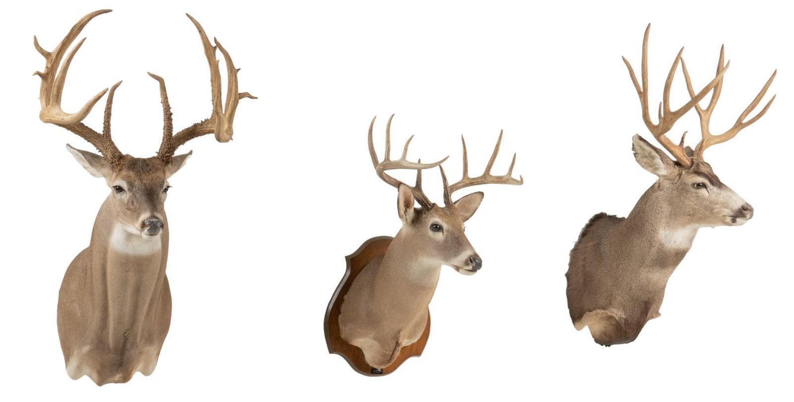 (3) Deer Shoulder Mounts: Two whitetail deer and one mule deer shoulder mount height 44 in. x width 30 in. x depth 24 in. / largest Provenance: Property from the monumental lifetime collection of a distinguished Dallas, Texas 