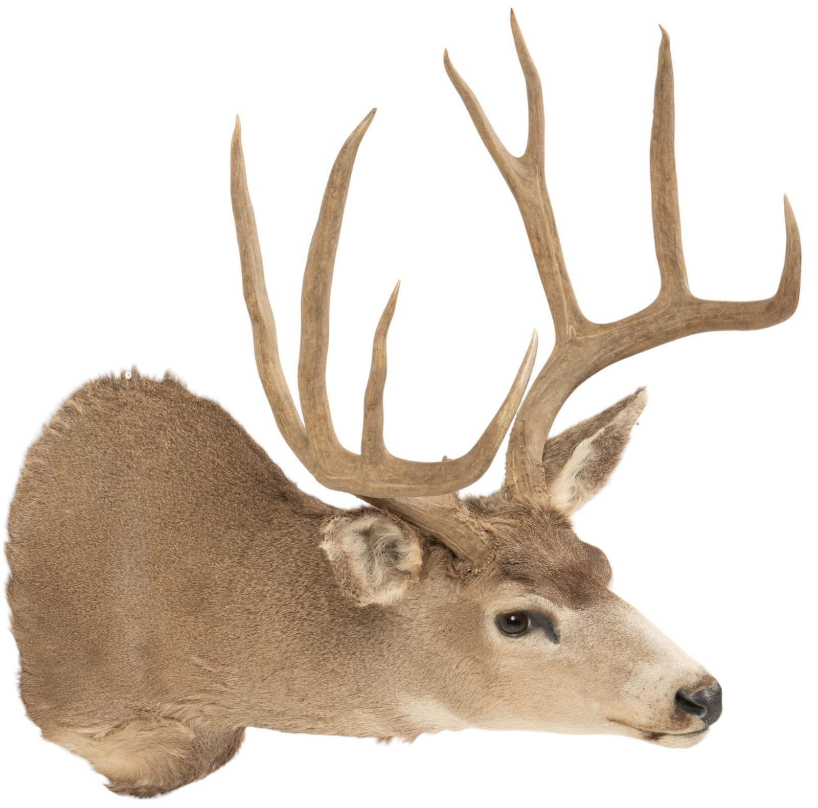 Mule Deer Shoulder Mount Taxidermy: Mule deer shoulder mount taxidermy height 35 in. x width 21 in. x depth 29 in. Provenance: Property from the monumental lifetime collection of a distinguished Dallas, Texas business leader and ranch o