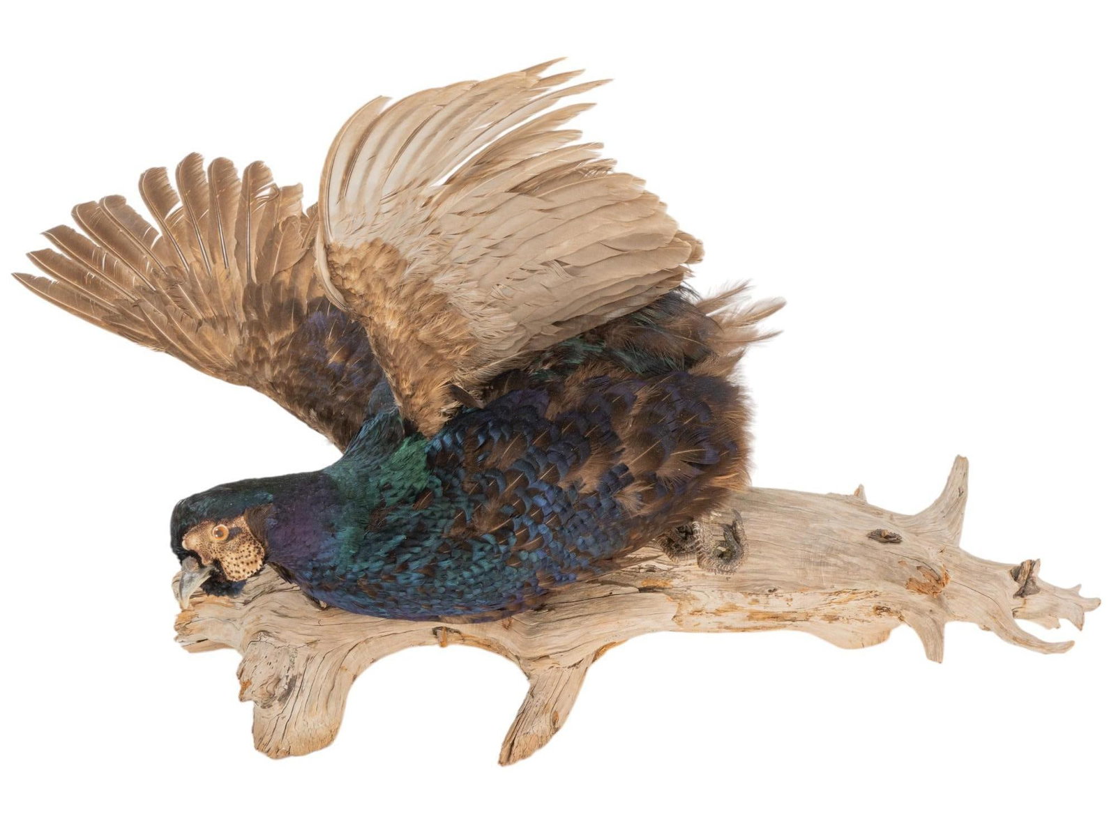 Pheasant Taxidermy on Log Mount: Pheasant taxidermy on log mount height 29 in. x width 17 in. x depth 20 in. Provenance: Property from the estate of a Vero Beach, Florida lady Shipping available for this lot through our partner 4CL; 