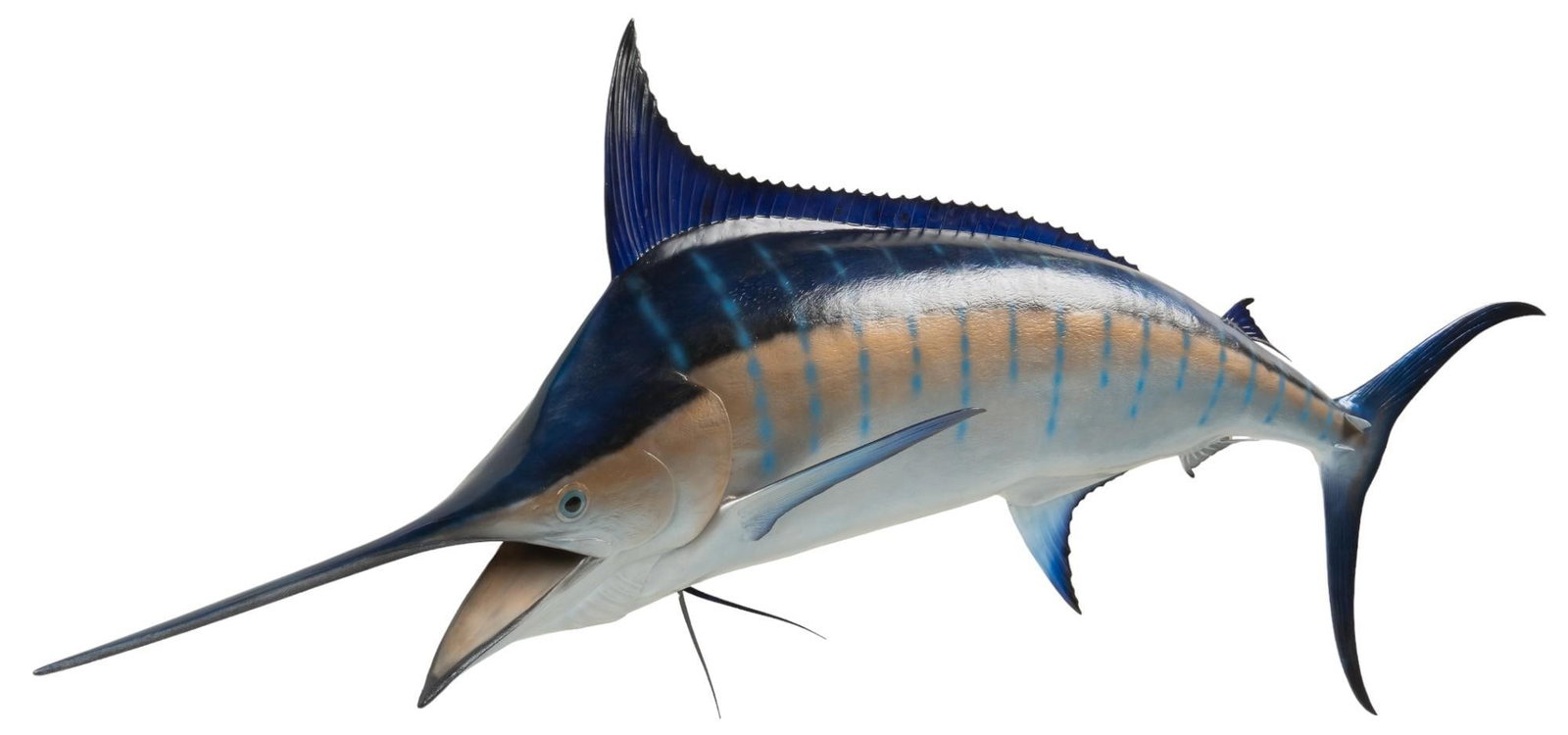 Blue Marlin Full Body Taxidermy: Blue Marlin full body taxidermy height 66 in. x width 152 in. x depth 21 in. Provenance: Property from the monumental lifetime collection of a distinguished Dallas, Texas business leader and ranch own
