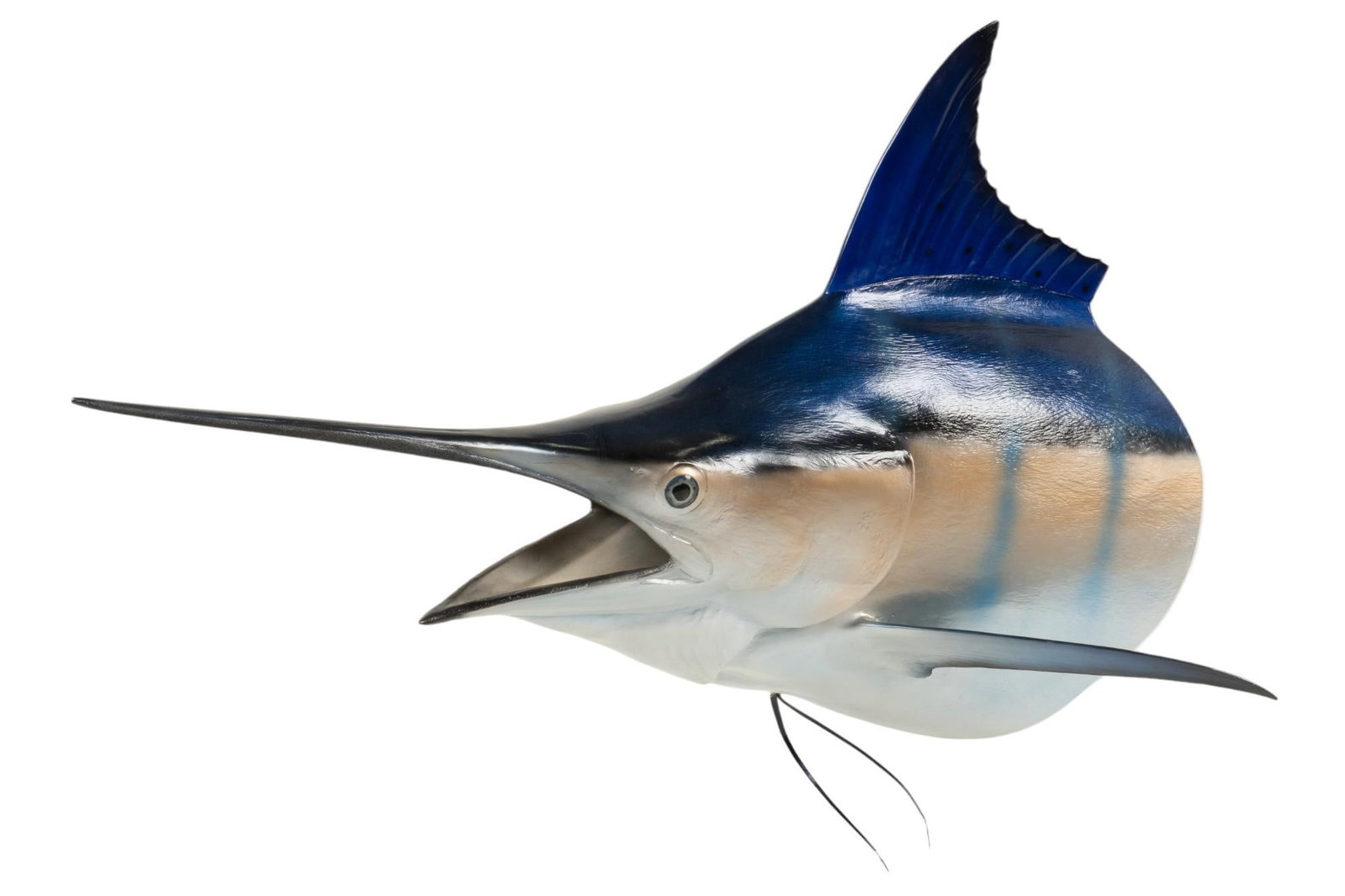 Blue Marlin Head Taxidermy: Blue Marlin head taxidermy height 32 in. x width 60 in. x depth 20 in. Provenance: Property from the monumental lifetime collection of a distinguished Dallas, Texas business leader and ranch owner. Sh