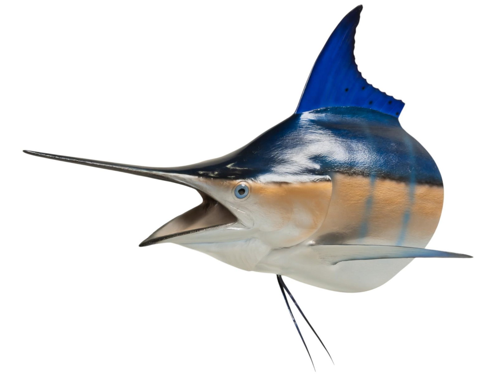Blue Marlin Head Taxidermy: Blue Marlin head taxidermy height 46 in. x width 53 in. x depth 30.5 in. Provenance: Property from the monumental lifetime collection of a distinguished Dallas, Texas business leader and ranch owner. 