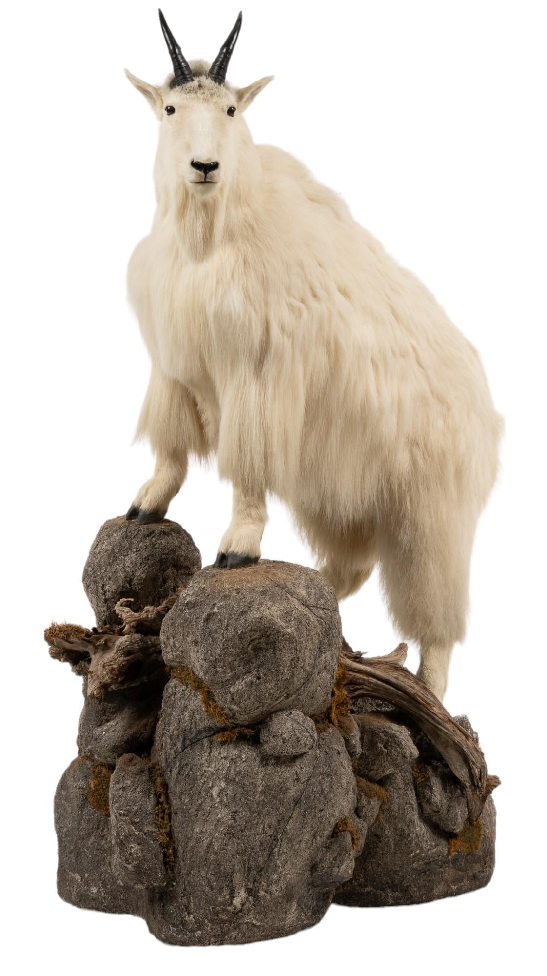 Full Body Mountain Goat Mount: Full body mountain goat mount, on faux rock and log base height 76 in. x width 47 in. x depth 39 in. Provenance: Property from the monumental lifetime collection of a distinguished Dallas, Texas b