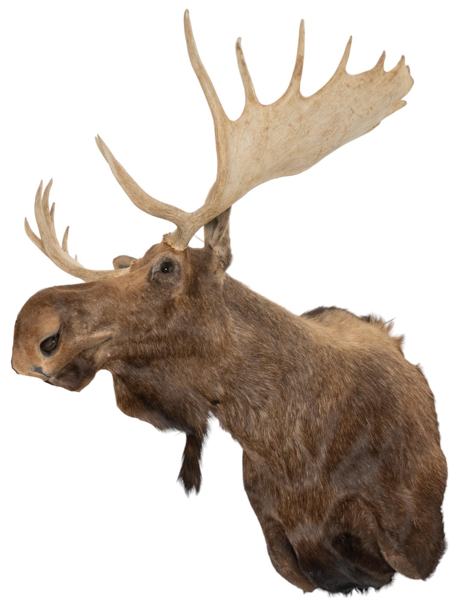 Moose Shoulder Mount Taxidermy: Moose shoulder mount height 60 in. x width 61 in. x depth 58 in. Provenance: Property from the estate of a Vero Beach, Florida lady Shipping available for this lot through our partner 4CL; please