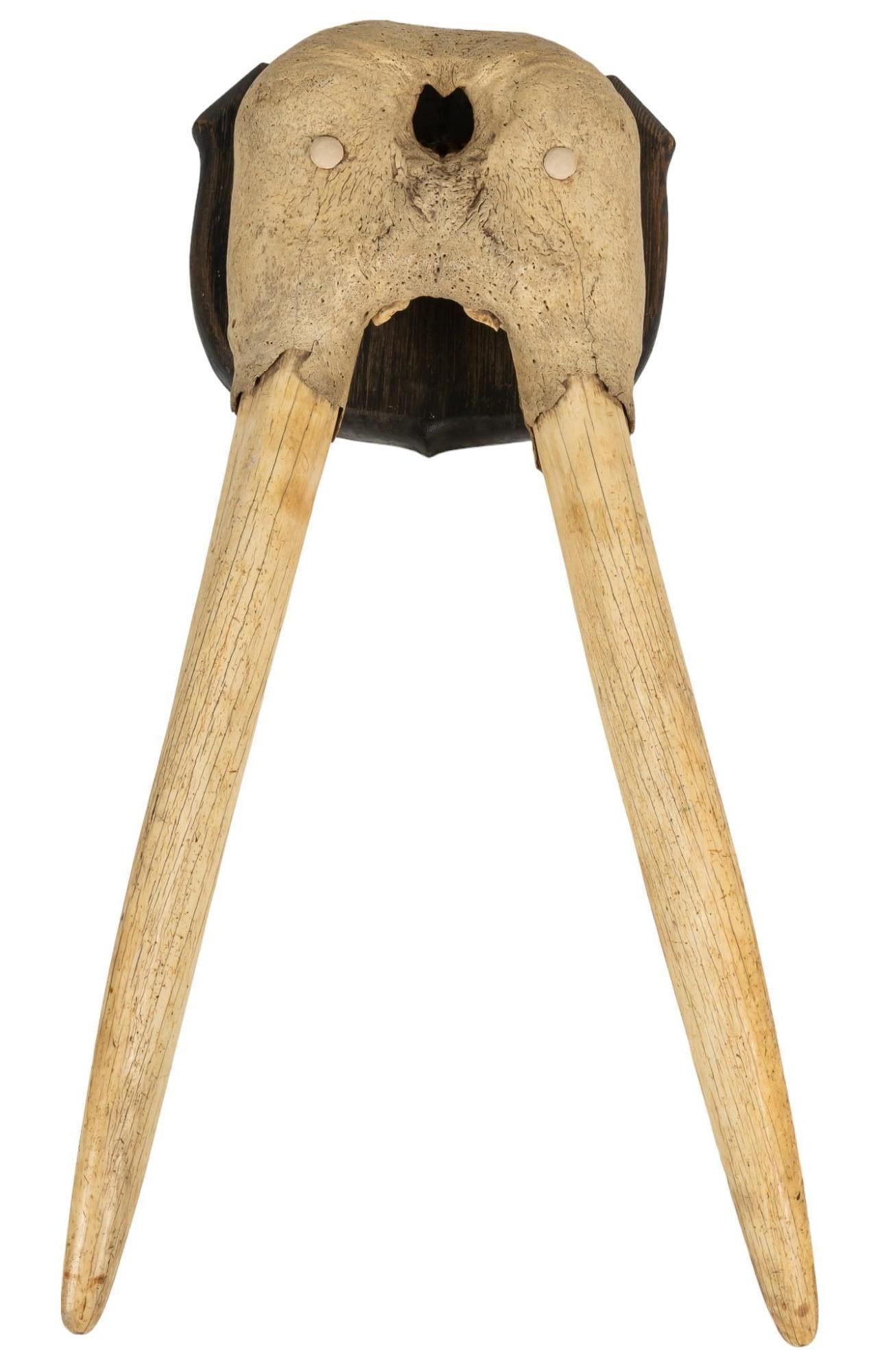 Walrus Tusks Mounted on Wood: Walrus tusks mounted on wood height 32 in. x width 17 in. x depth 7 in. Provenance: Property from the monumental lifetime collection of a distinguished Dallas, Texas business leader and ranch owner. S