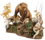 Monumental Bear and Wolf Taxidermy Display