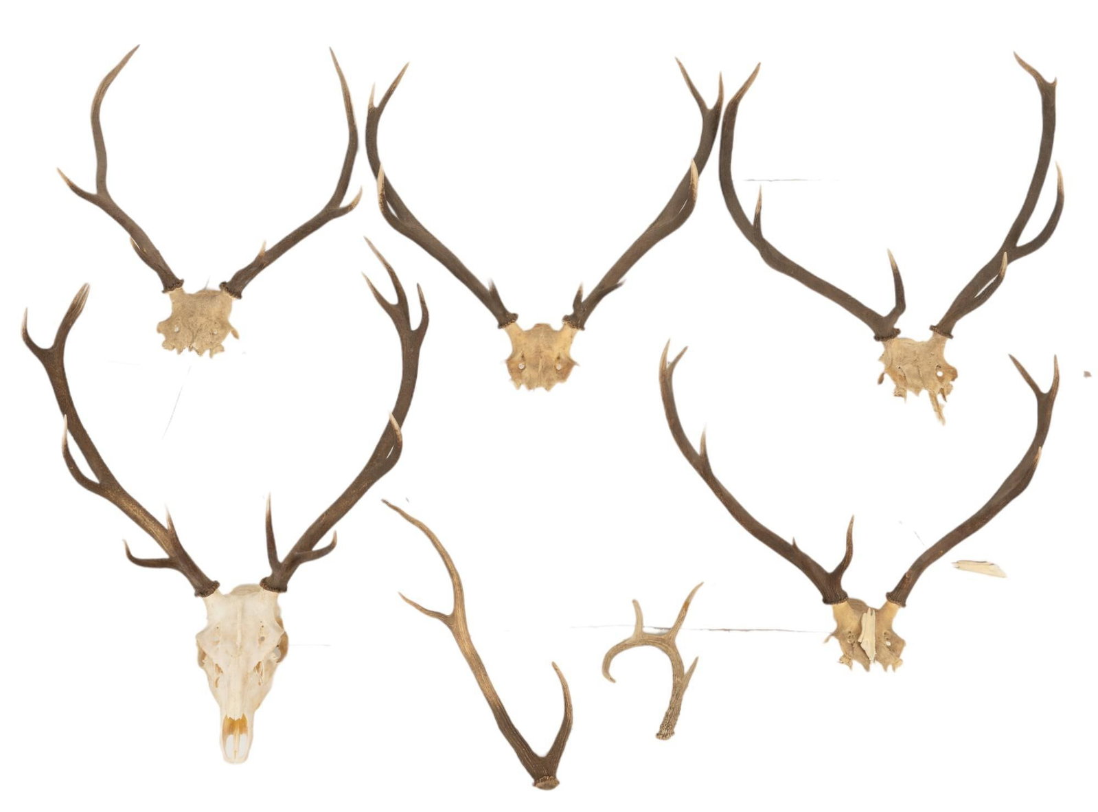 Collection of Horn Mount Displays: Collection of five (5) horned skull displays, also includes two unmatched antlers height 41 in. x width 29 in. x depth 12 in. / largest Provenance: Property from the estate of a San Antonio, Texas Lad