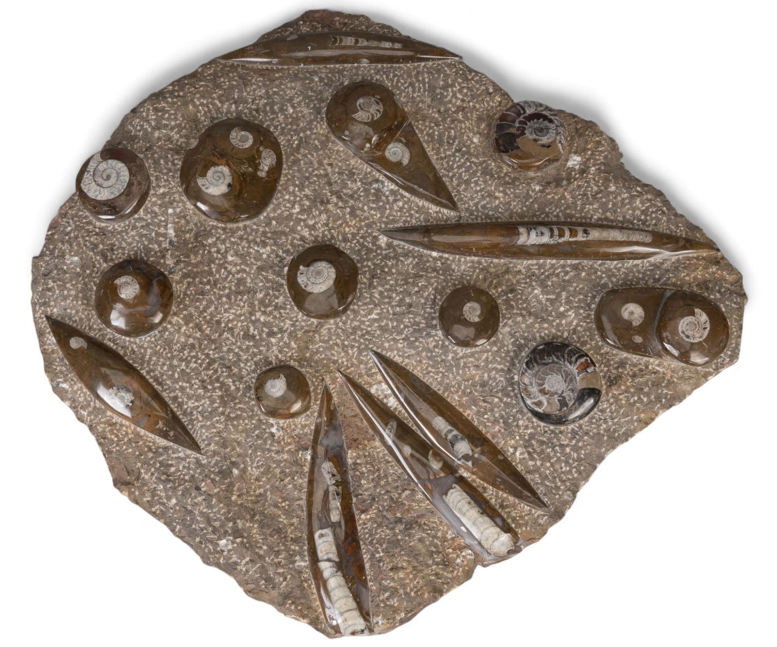 Orthoceras and Ammonite Fossil Slap: Orthoceras and Cleoniceras Ammonite polished fossil slab height 24 in. x width 25 in. x depth 3.5 in. Provenance: Property from the estate of a San Antonio, Texas gentleman Shipping available for t