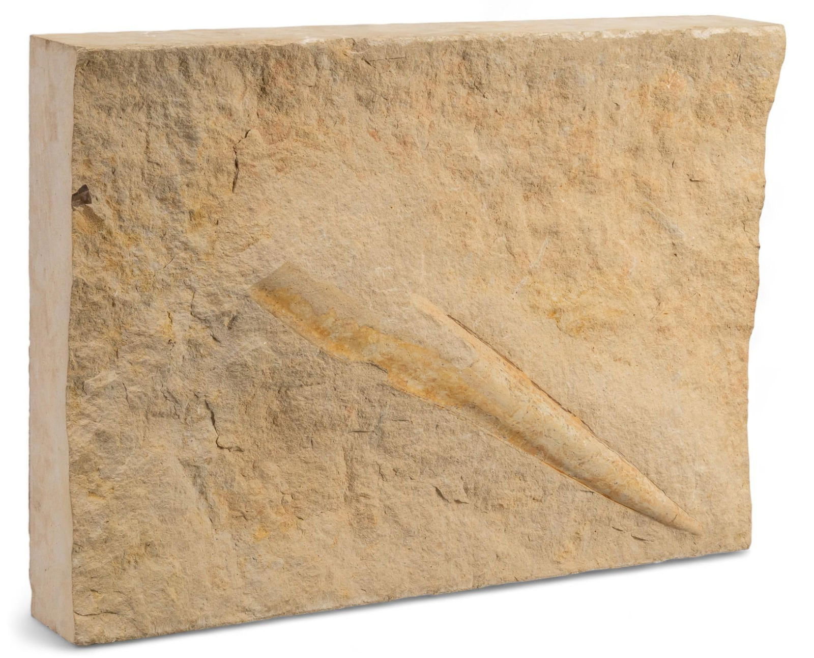 Tooth Fossil: Tooth fossil, unknown animal tooth covered in rock with tooth body and point exposed height 16 in. x width 22.5 in. x depth 4 in. Provenance: Property from the estate of a Vero Beach, Florida lady