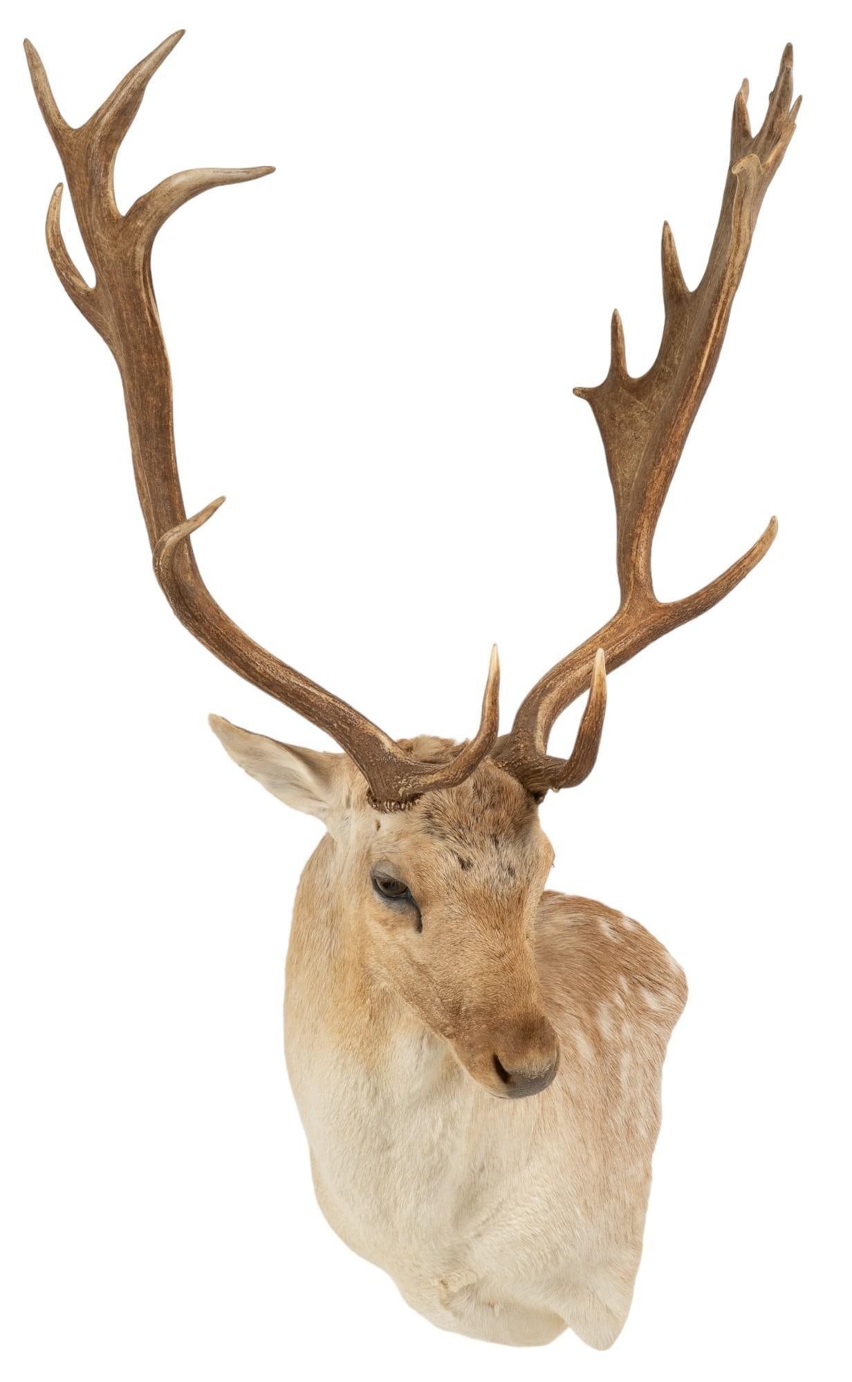 Fallow Deer Shoulder Mount Taxidermy: Fallow deer shoulder mount taxidermy height 50 in. x width 33 in. x depth 27 in. Shipping available for this lot through our partner 4CL; please request a shipping quote at shipping@vogtauction.co
