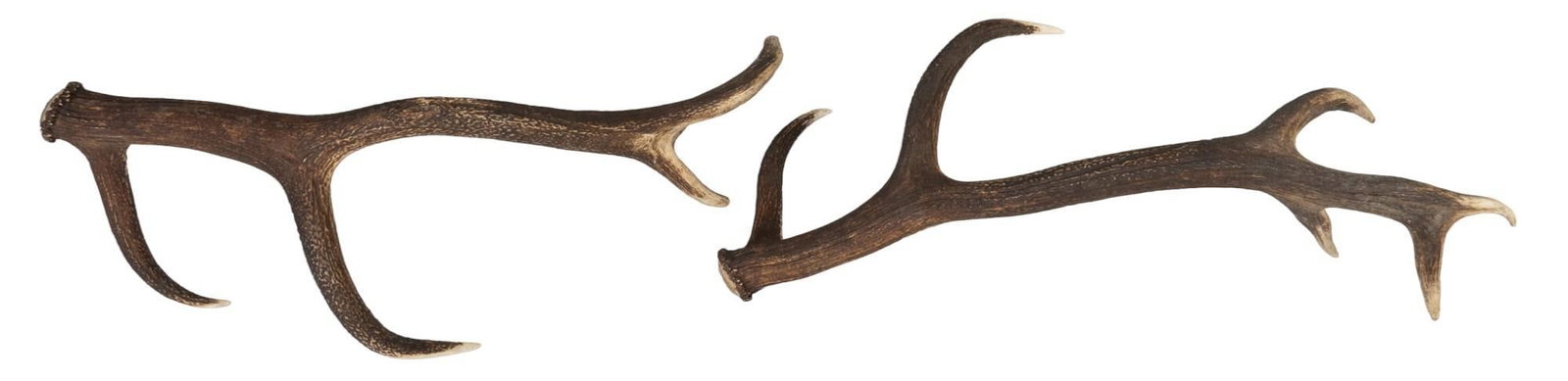 Pair of Elk Antlers: Pair of elk antlers height 12 in. x width 29 in. x depth 16 in. / largest Provenance: Property from the estate of a San Antonio, Texas lady Shipping available for this lot through our partner 4CL; ple