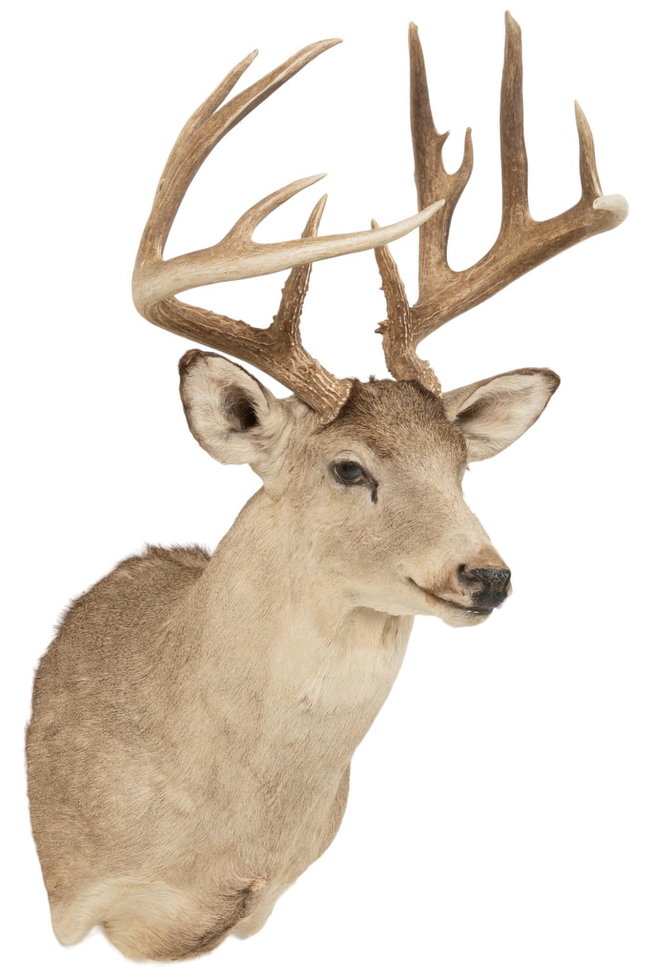 Whitetail Deer Shoulder Mount Taxidermy: Whitetail deer shoulder mount taxidermy length 42 in. x width 20 in. x depth 22 in. Provenance: Property from the estate of John Klauss, Boerne, Texas We happily provide seamless shipping services on 
