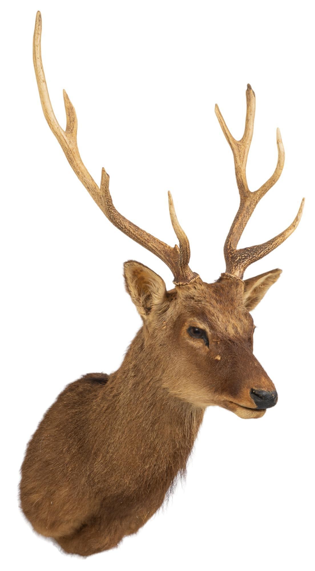 Sika Deer Shoulder Mount (1 of 4)