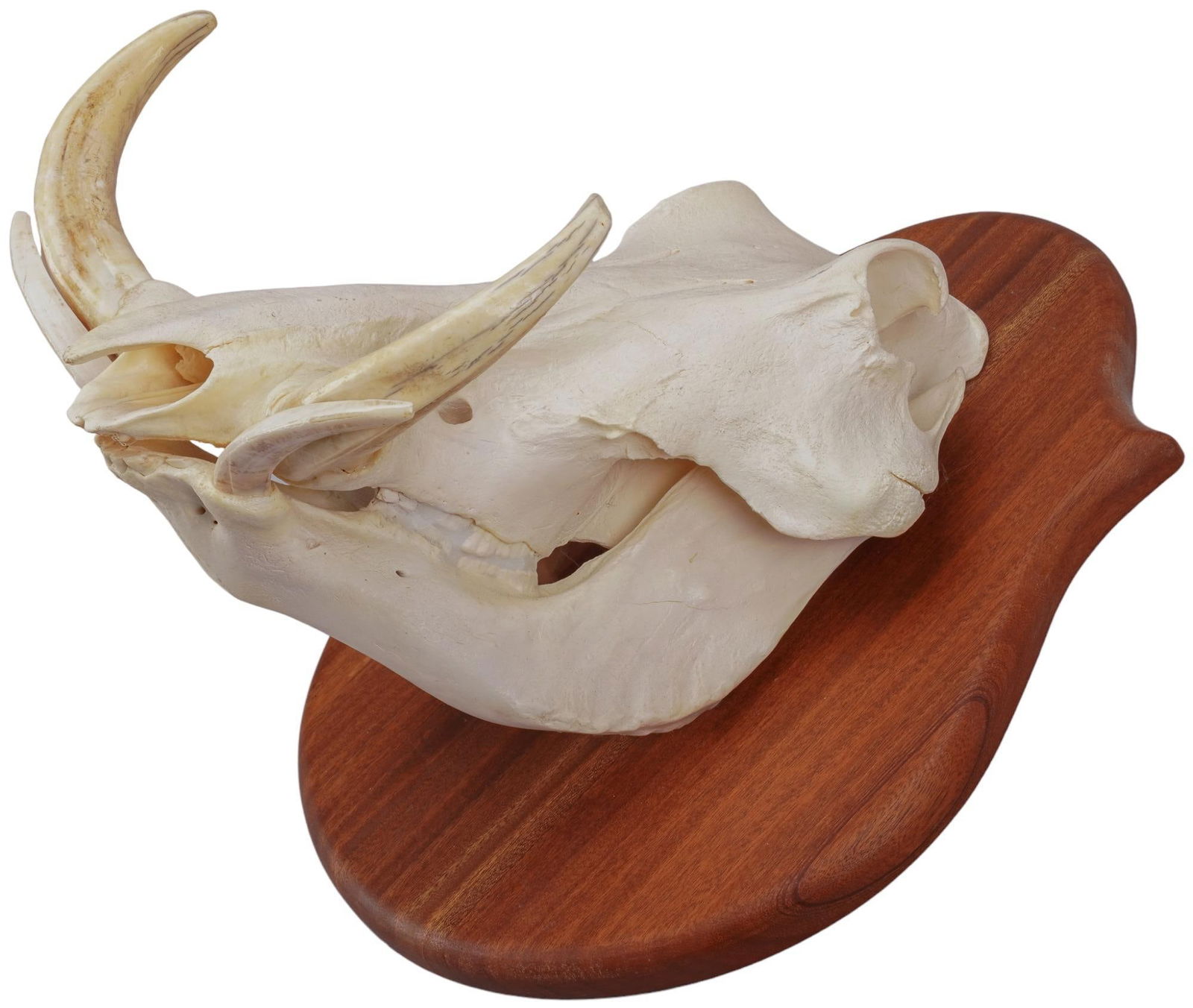 Mounted African Warthog Skull (1 of 6)