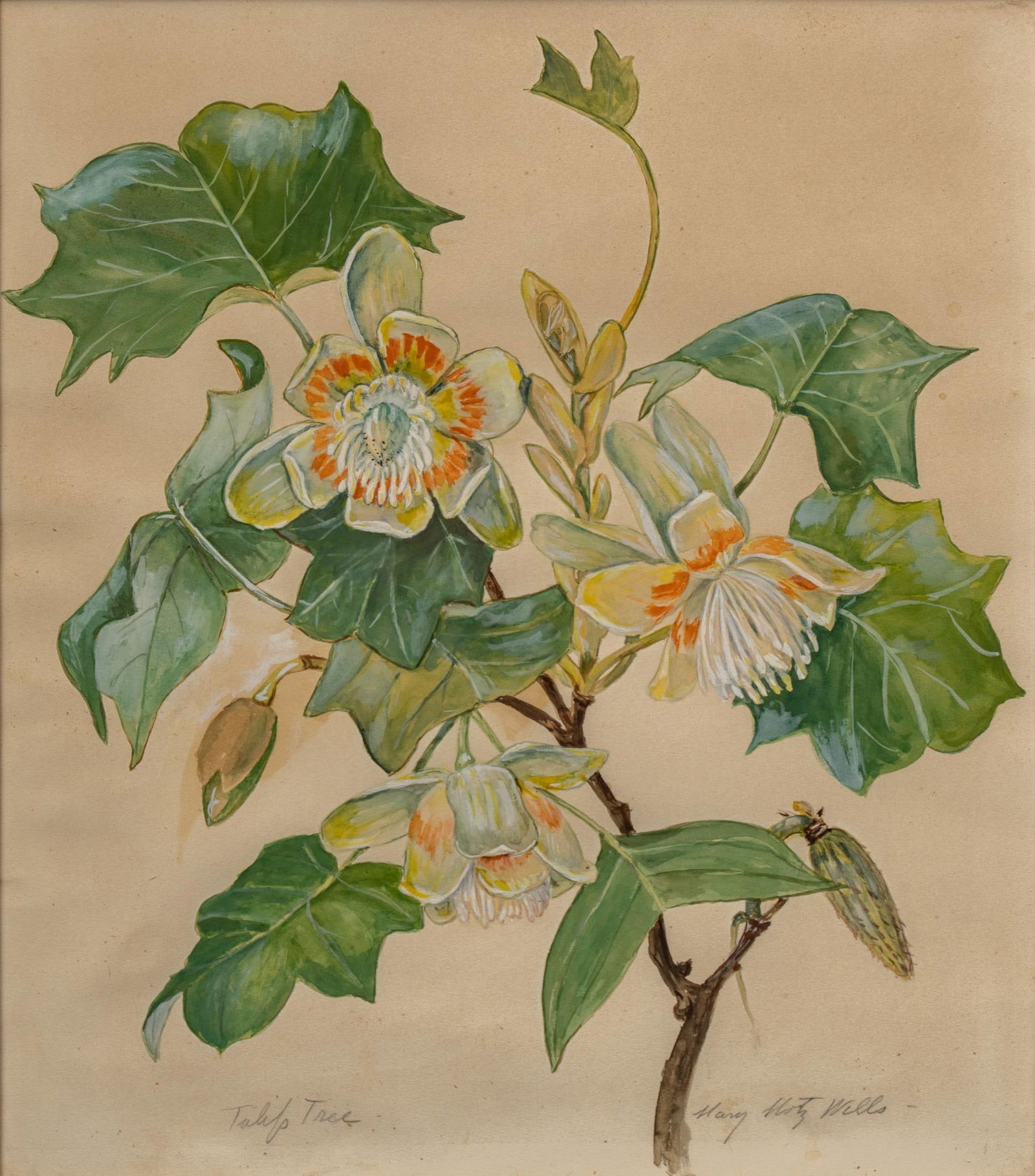 Mary Wills, "Tulip Tree" (1 of 5)