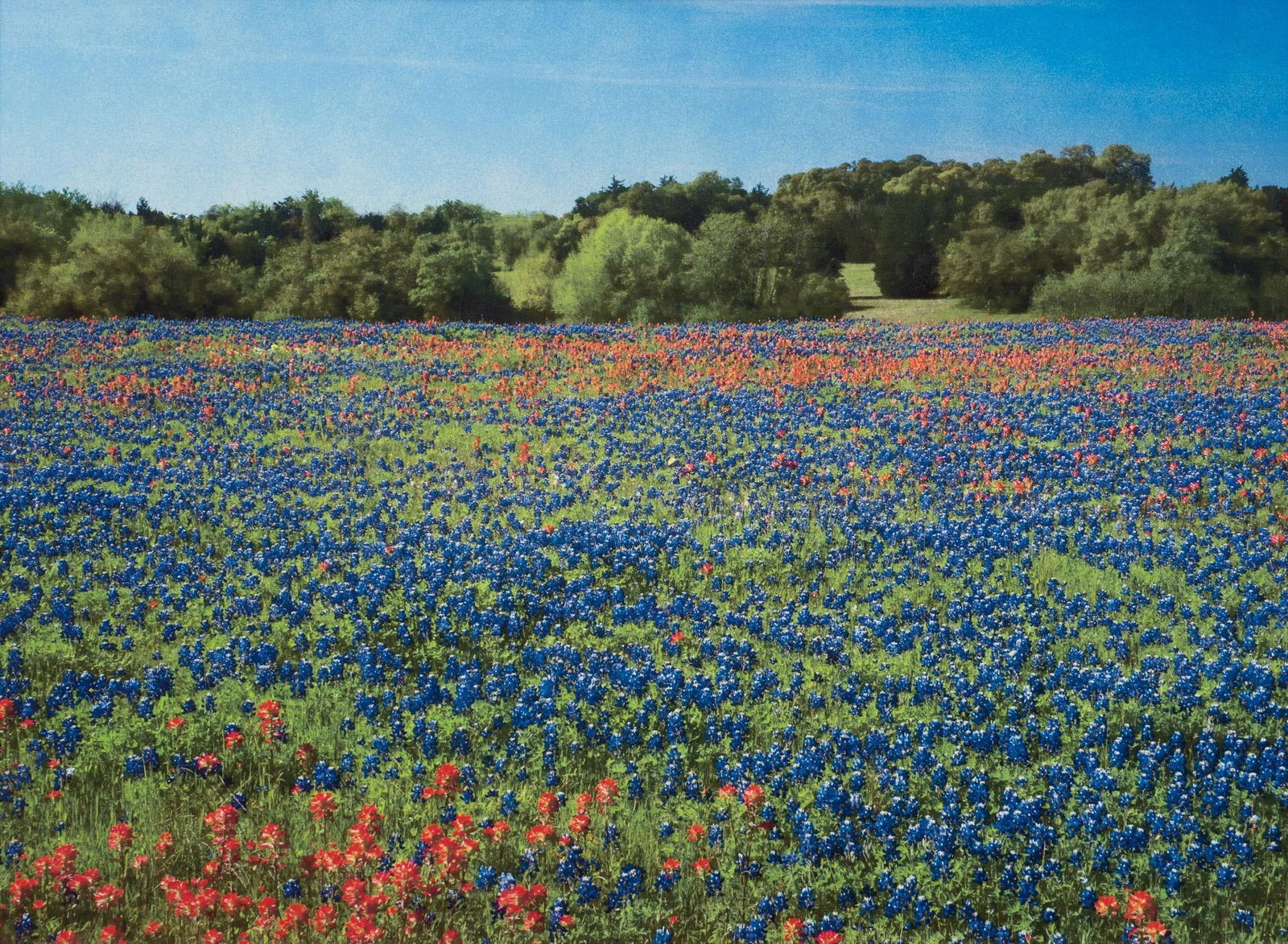 Bluebonnets and Indian Paintbrush, Giclee (1 of 3)