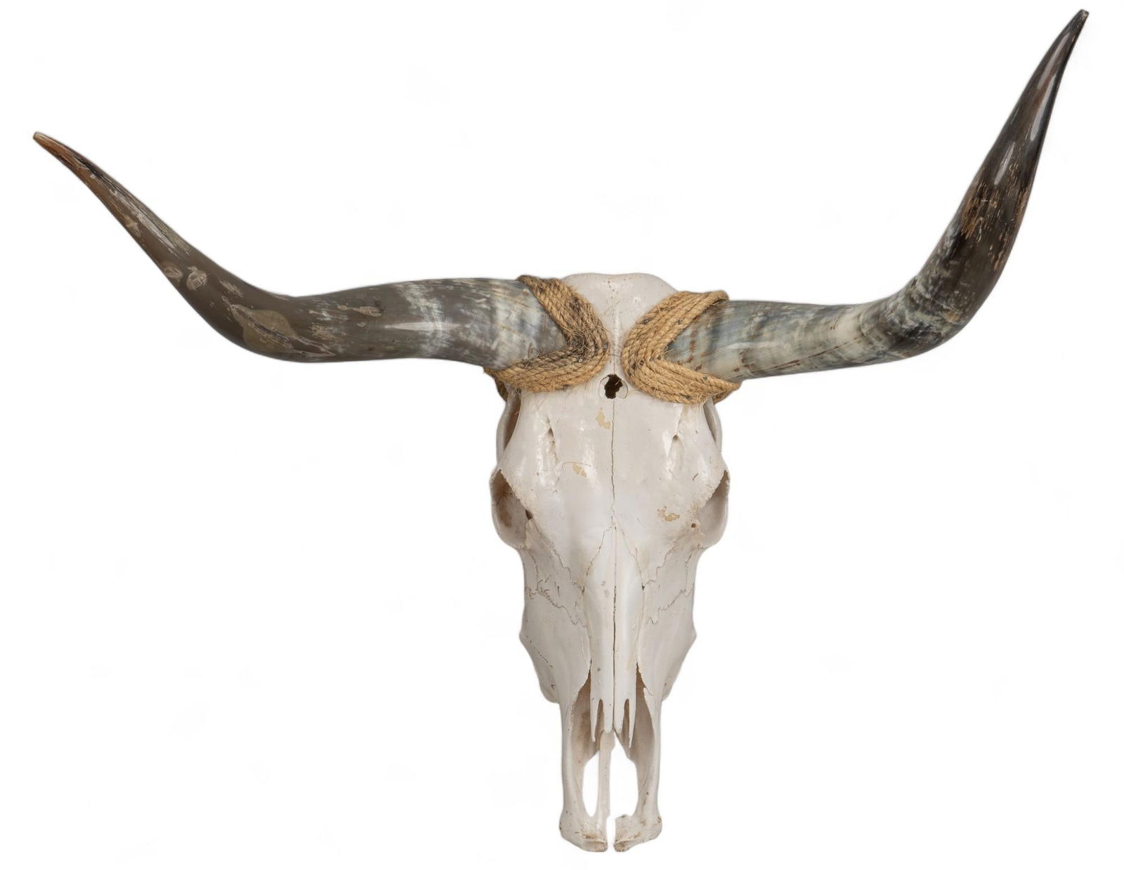 Longhorn Skull Mount (1 of 8)