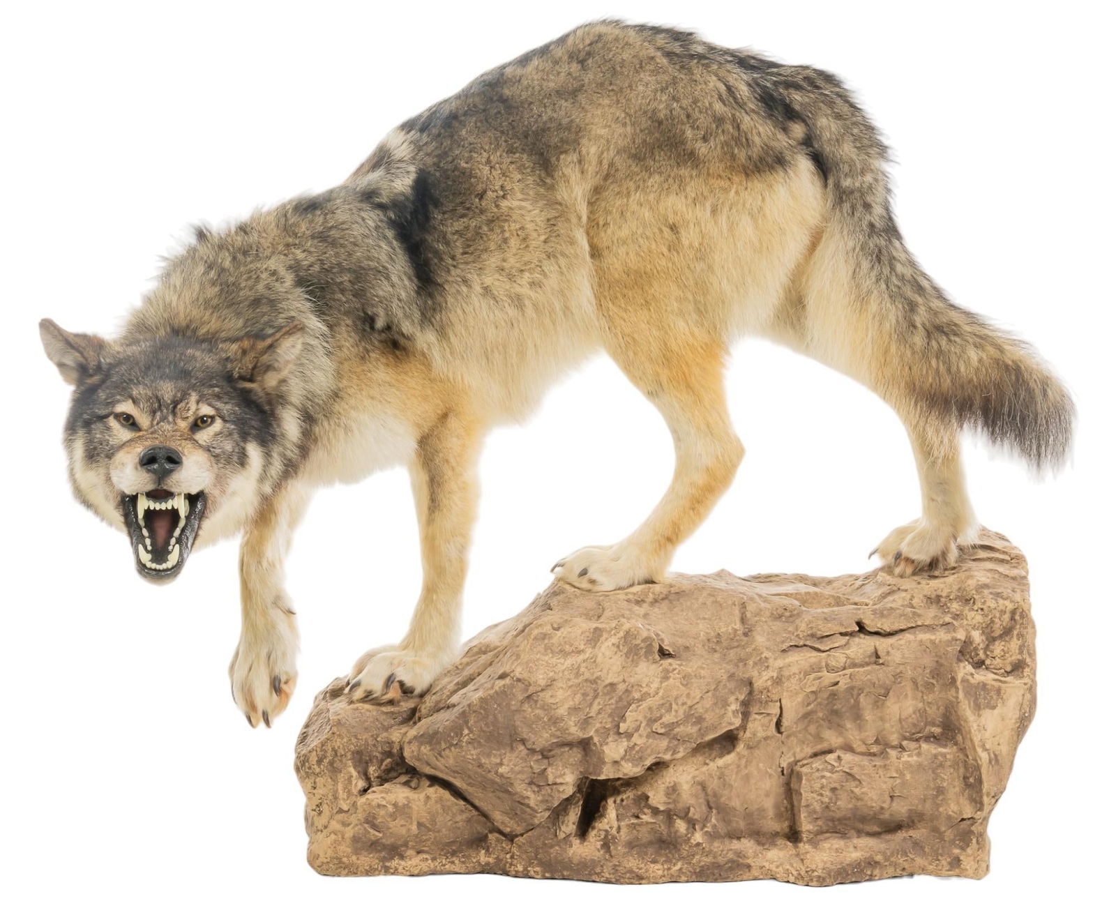 Full Body Grey Wolf Taxidermy (1 of 8)