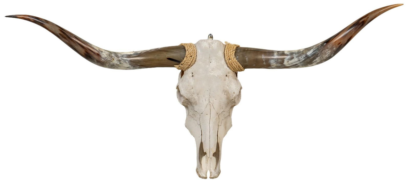 Longhorn Skull Mount (1 of 5)