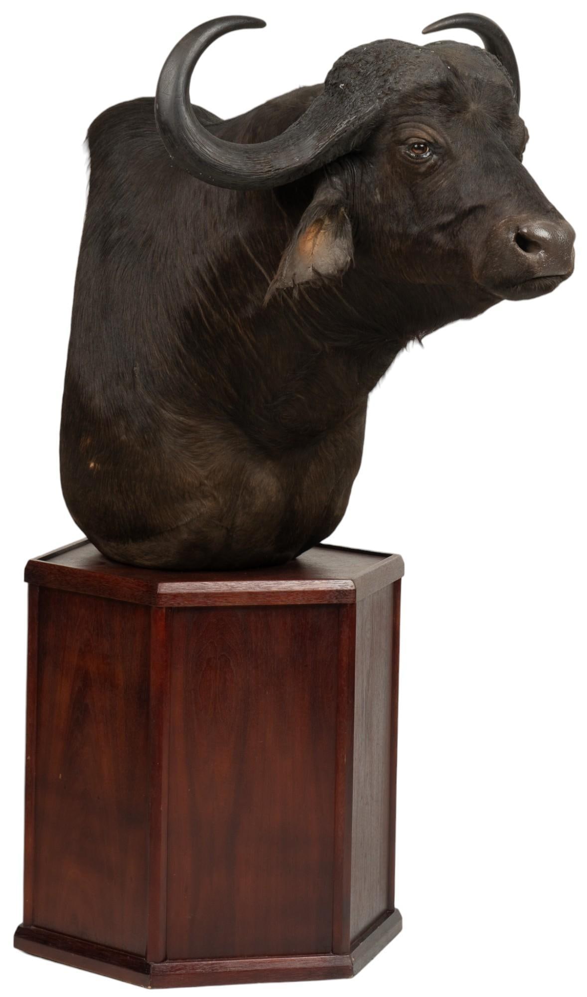 Cape Buffalo Shoulder Mount Taxidermy (1 of 6)