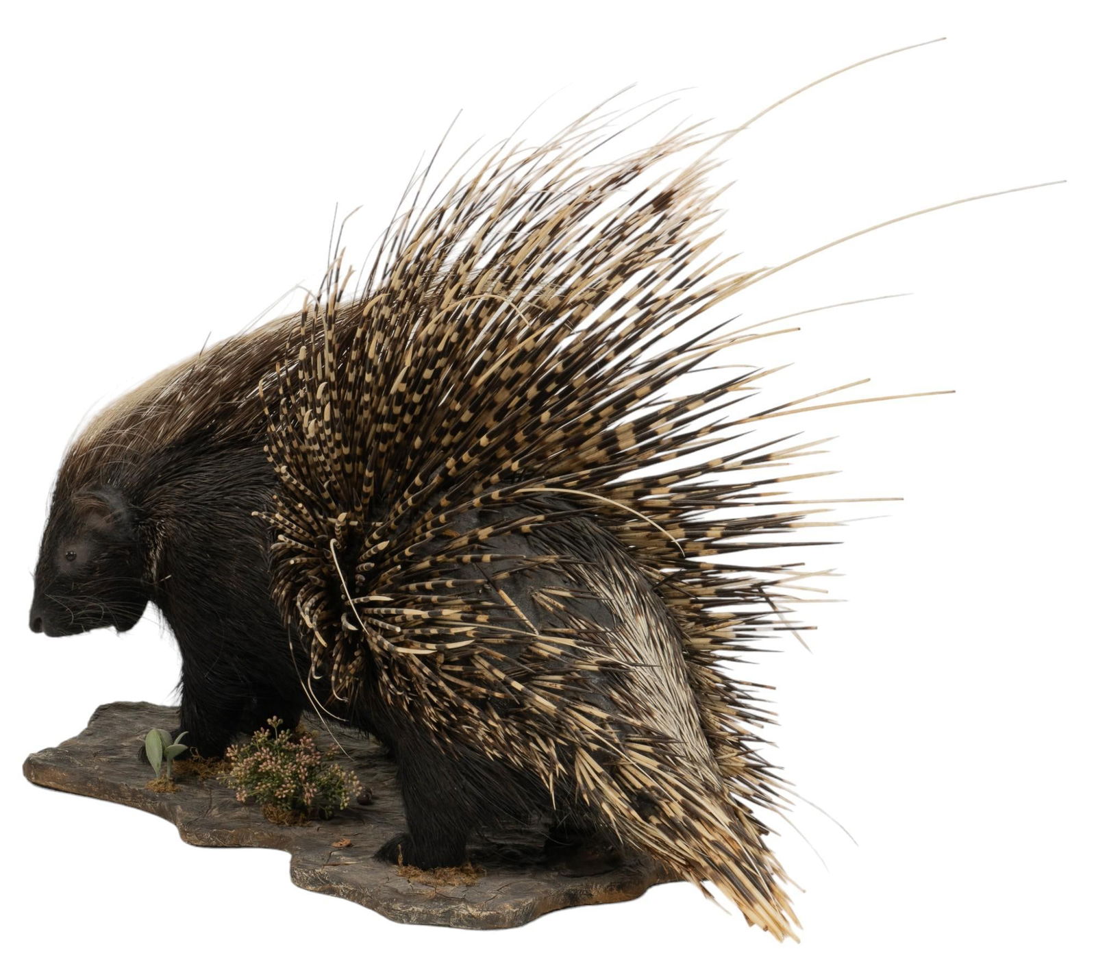 Crested Porcupine Full Body Display (1 of 6)