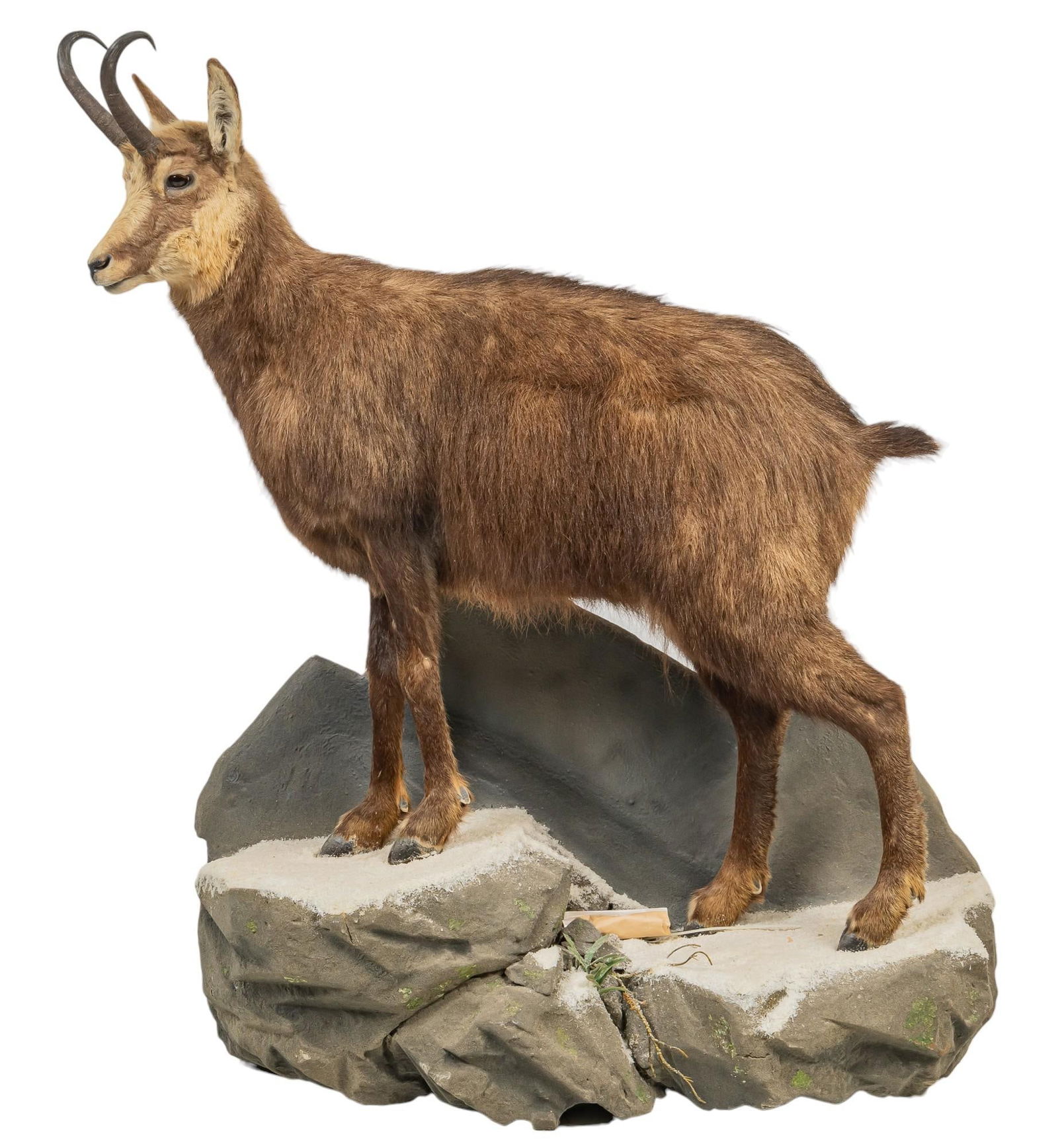Chamois Antelope Full Body Taxidermy (1 of 5)