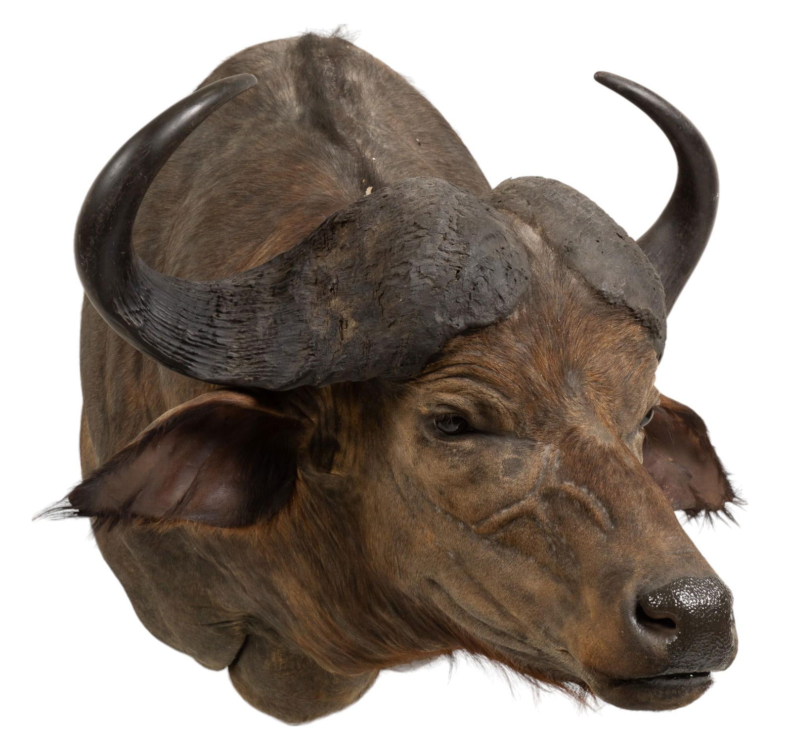 Cape Buffalo Shoulder Mount Taxidermy (1 of 10)