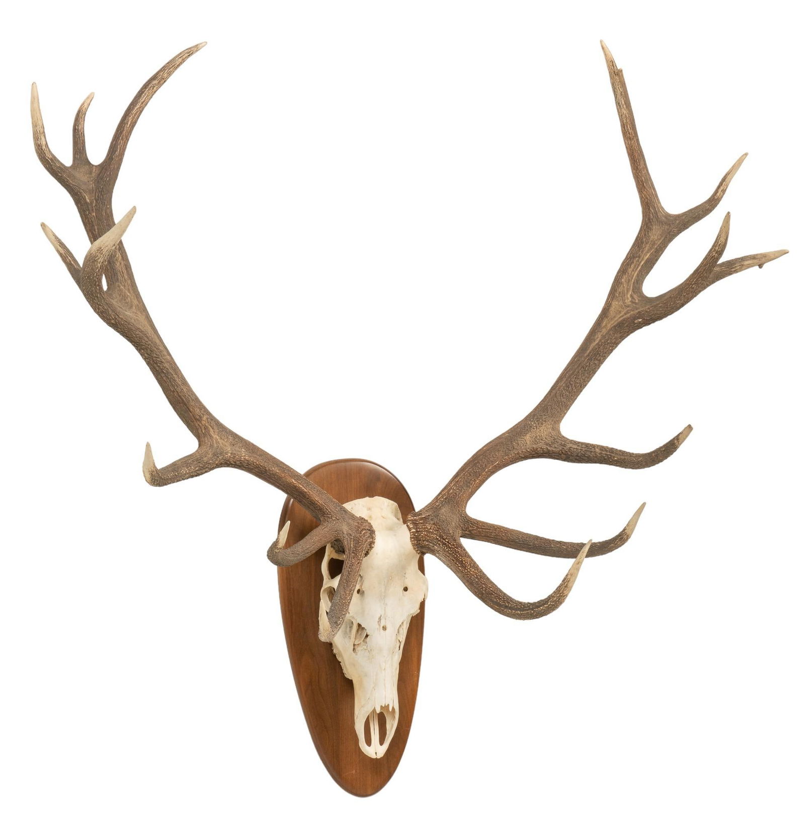 Elk Skull Mount (1 of 5)