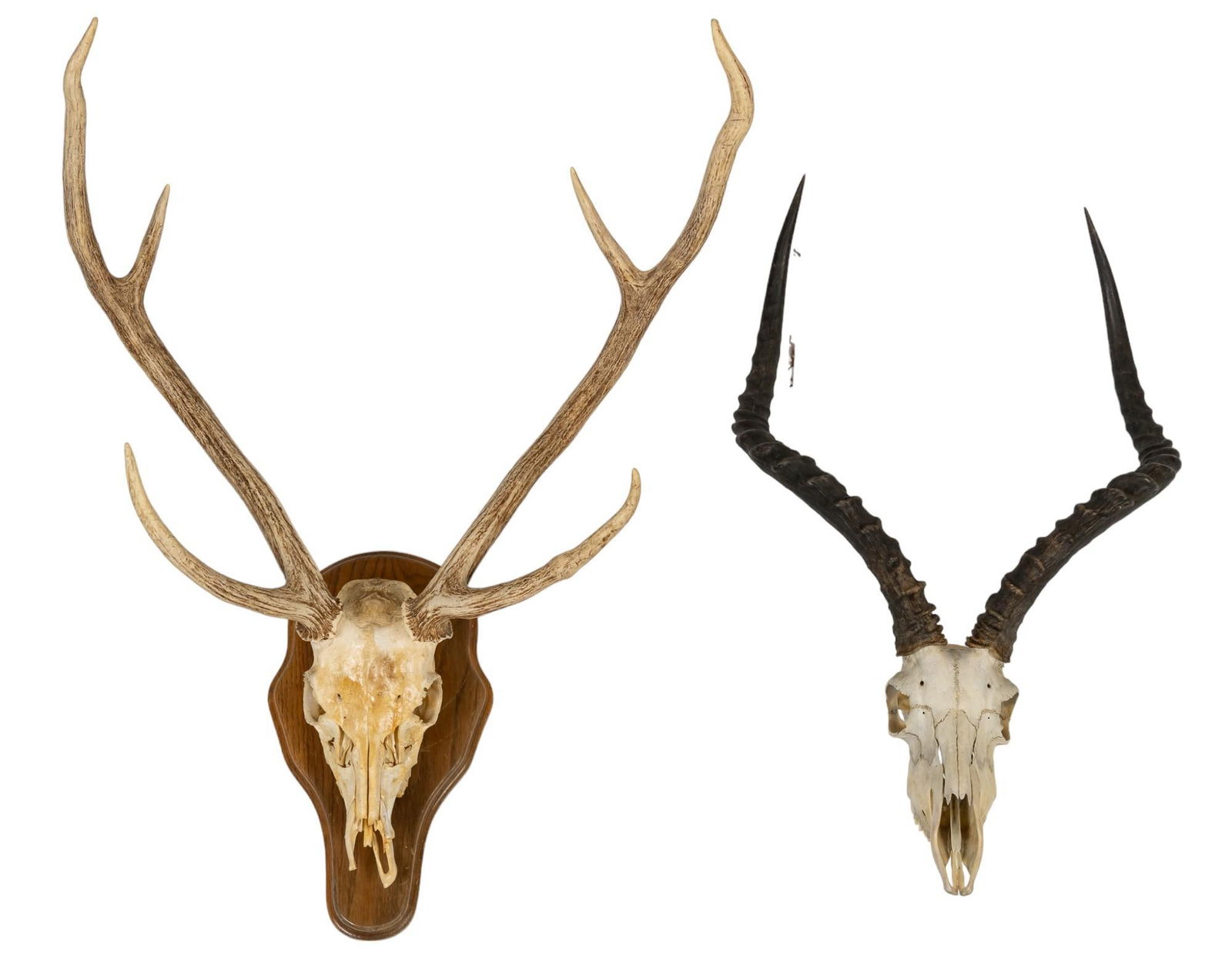Pair of Skull Mounts (1 of 8)