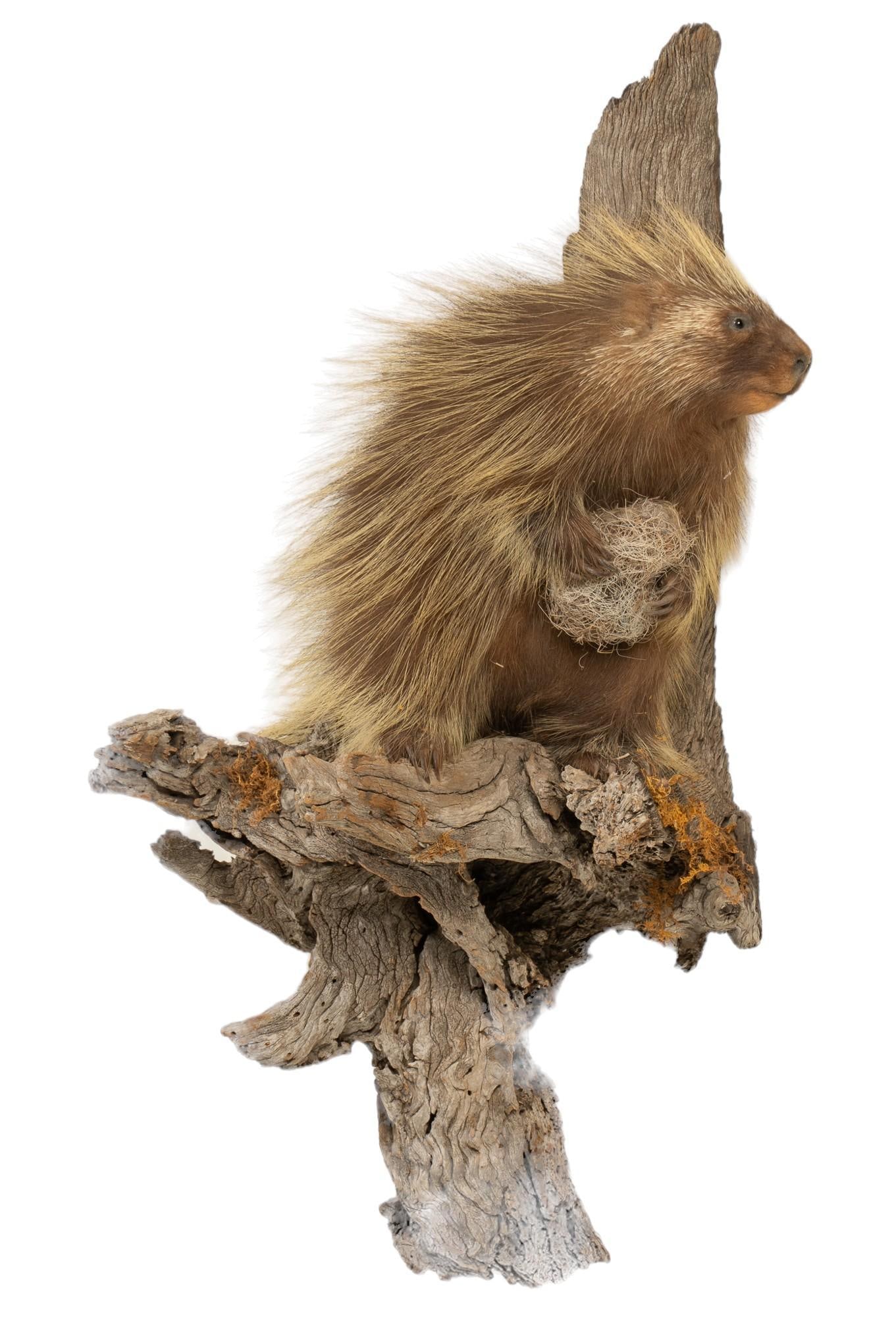 Porcupine Full Body Mount (1 of 5)