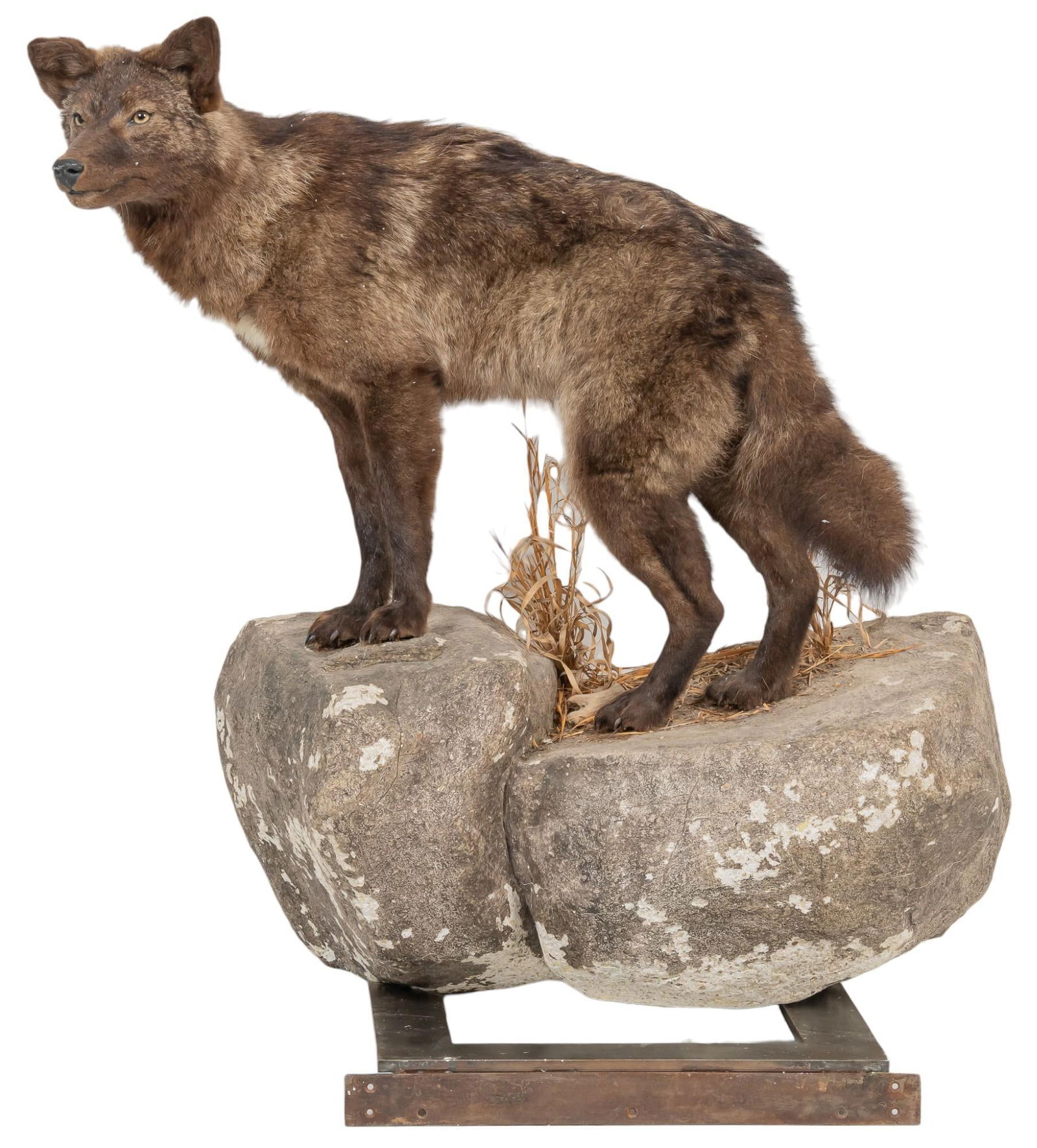 Full Body Black Coyote Mount (1 of 7)