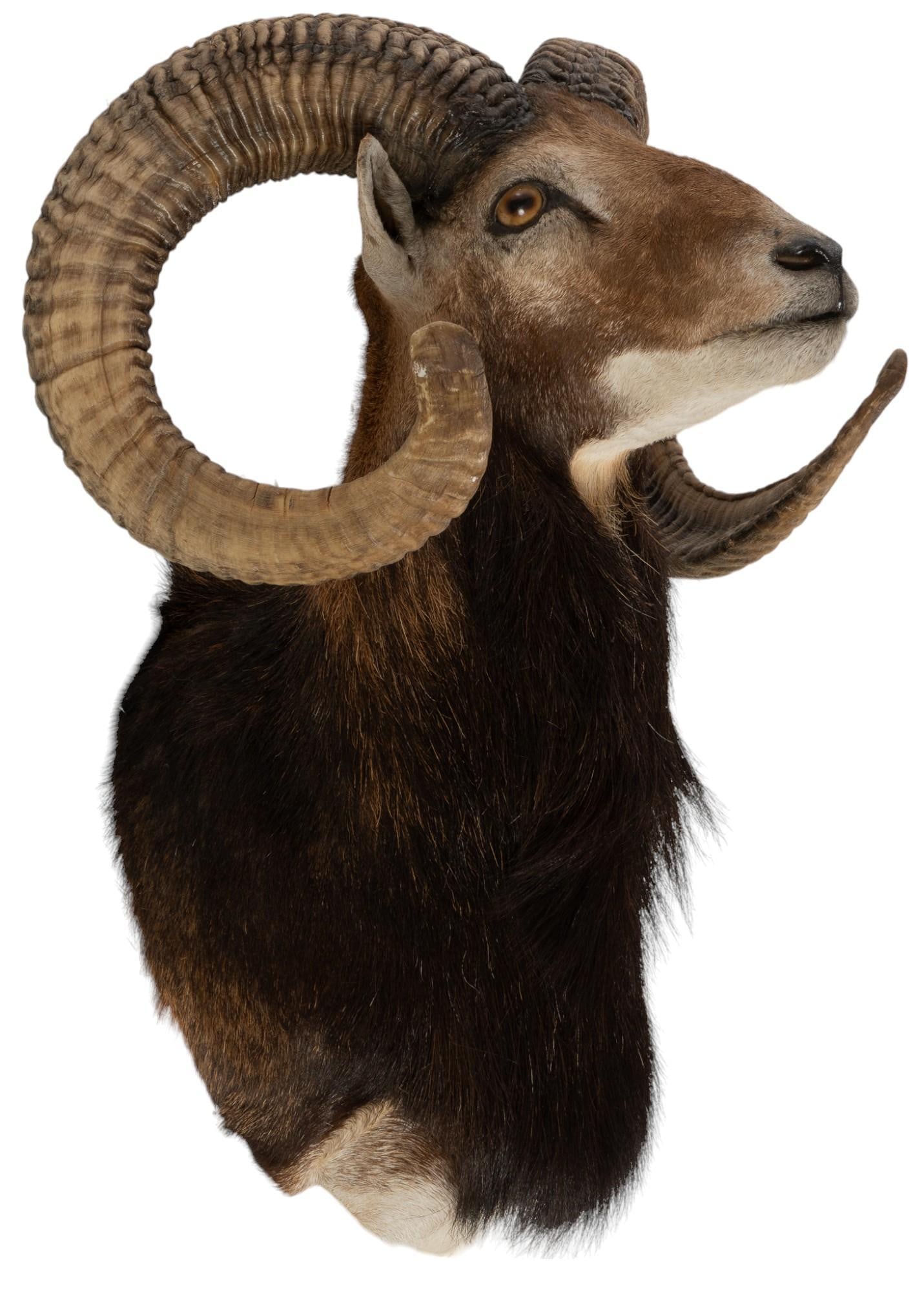 Mouflon Ram Shoulder Mount (1 of 4)