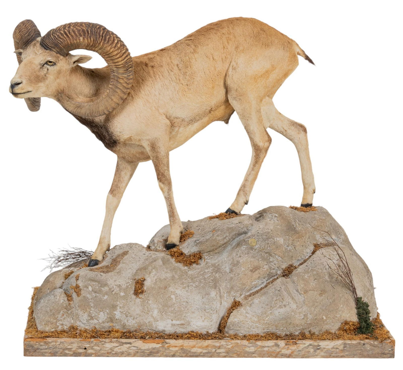 Desert Bighorn Sheep Full Body Taxidermy (1 of 8)