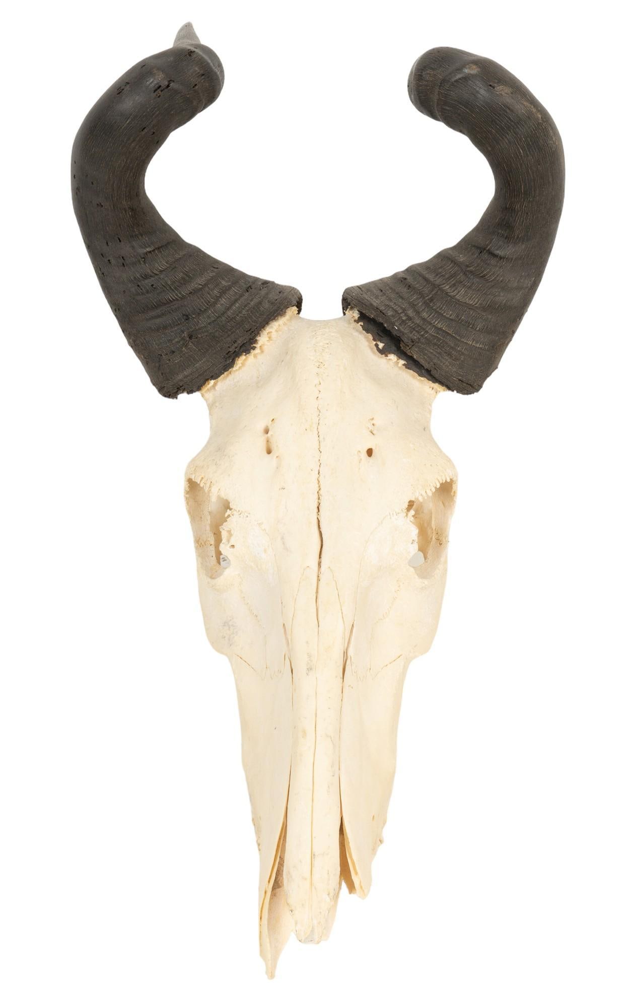 Hartebeest Skull Mount (1 of 4)