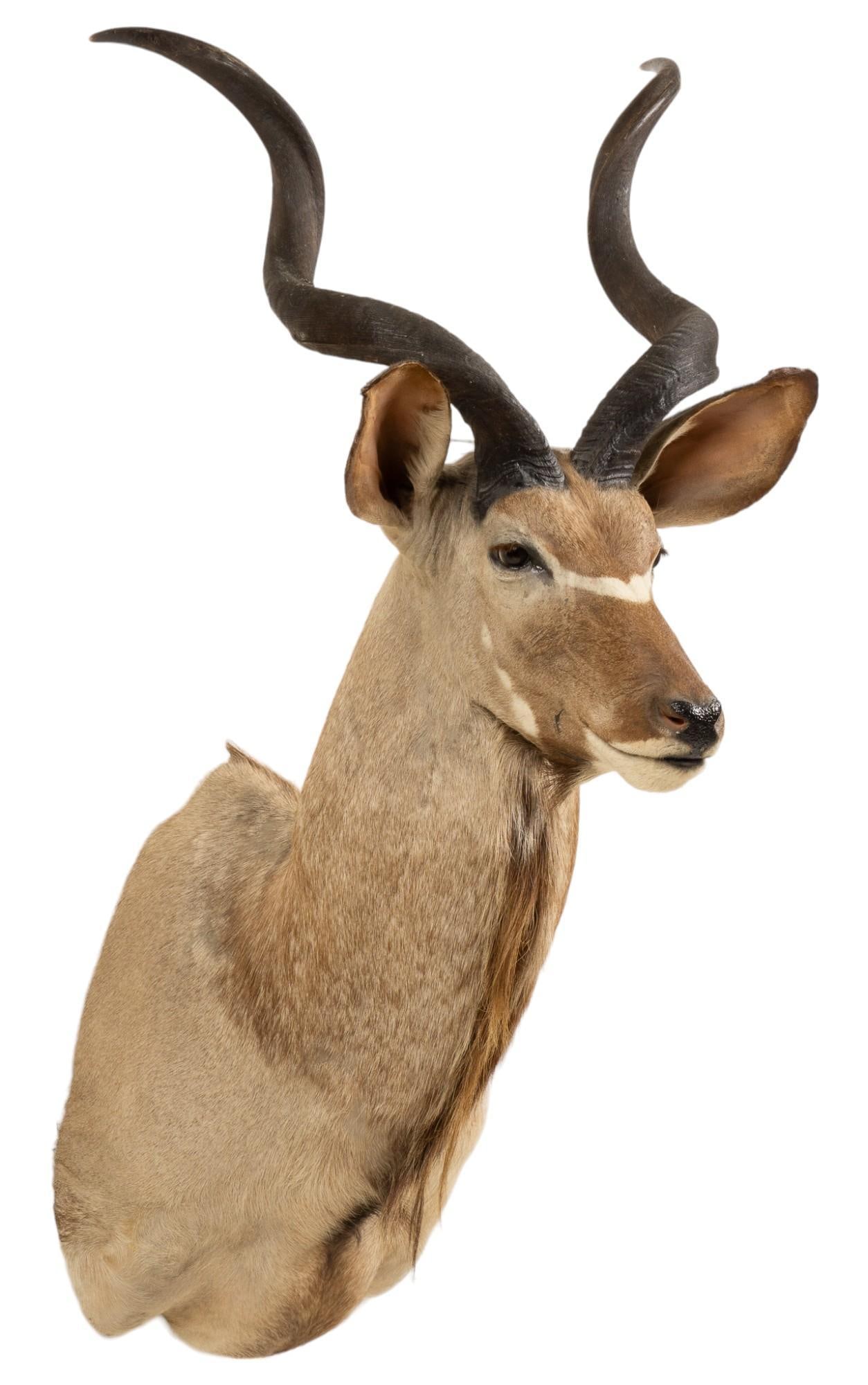 Greater Kudu Shoulder Mount Taxidermy (1 of 8)