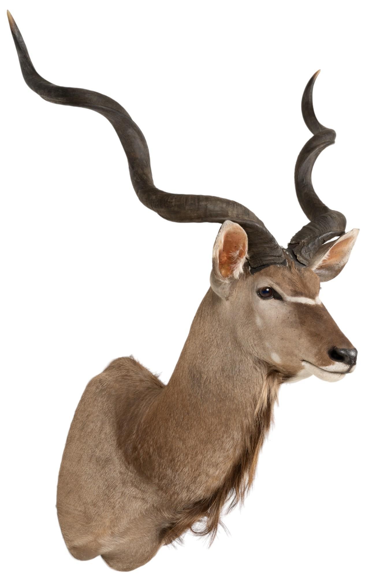 Kudu Shoulder Mount: Kudu shoulder mount Shipping available for this lot through our partner 4CL; please request a shipping quote at shipping@vogtauction.com or 210-971-5750. You may also opt for a shipper of your cho