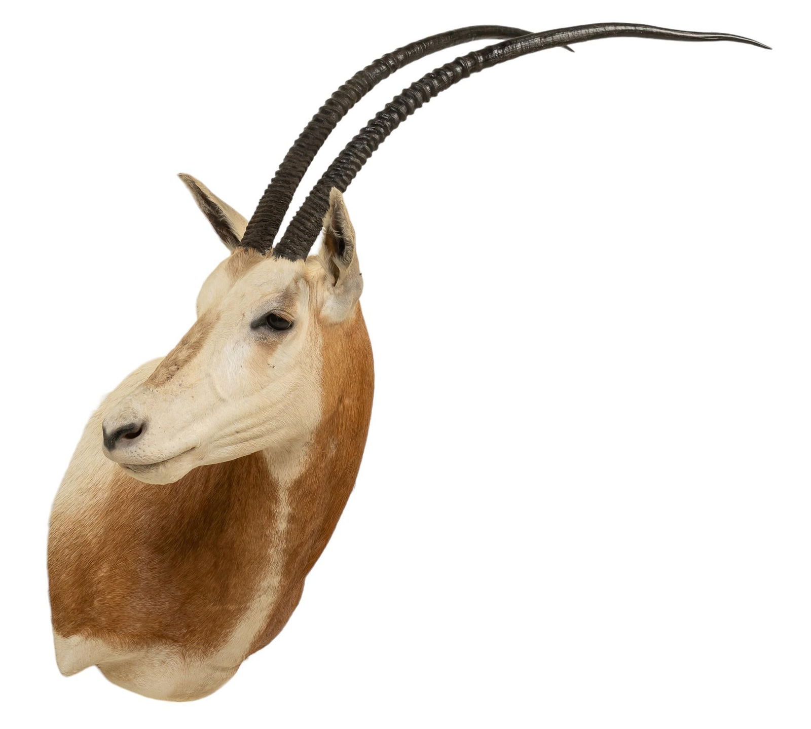 Scimitar Oryx Shoulder Mount Taxidermy (1 of 5)