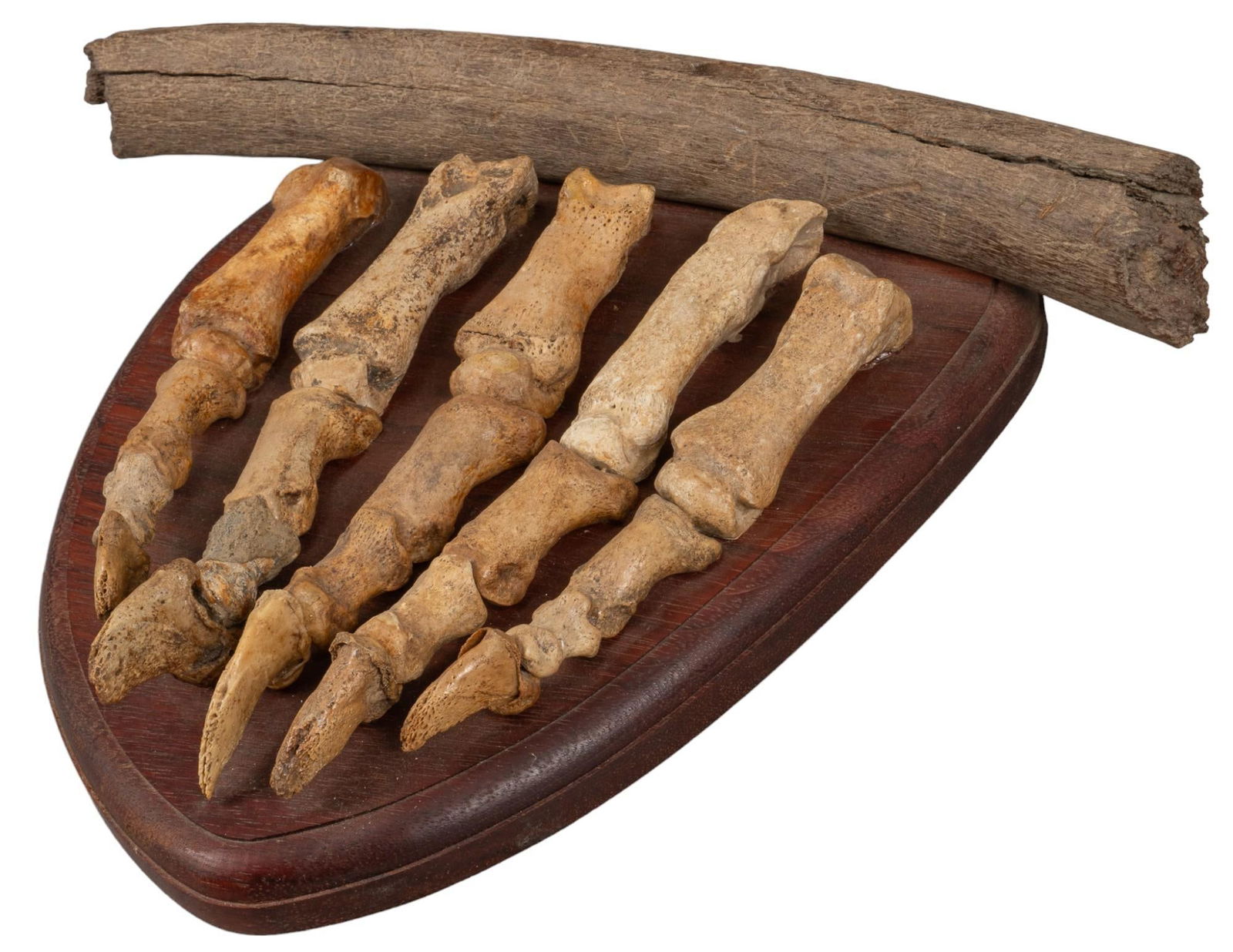 Mounted Bear Paw Bones (1 of 5)
