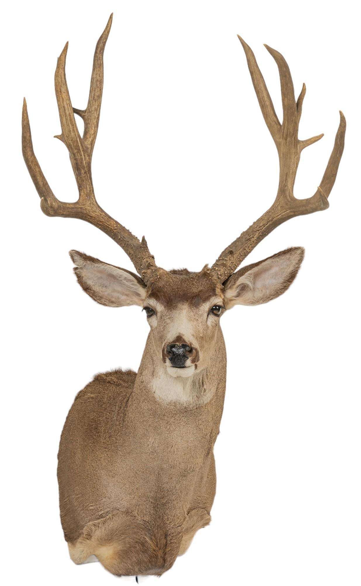 Mule Deer Shoulder Mount Taxidermy (1 of 4)