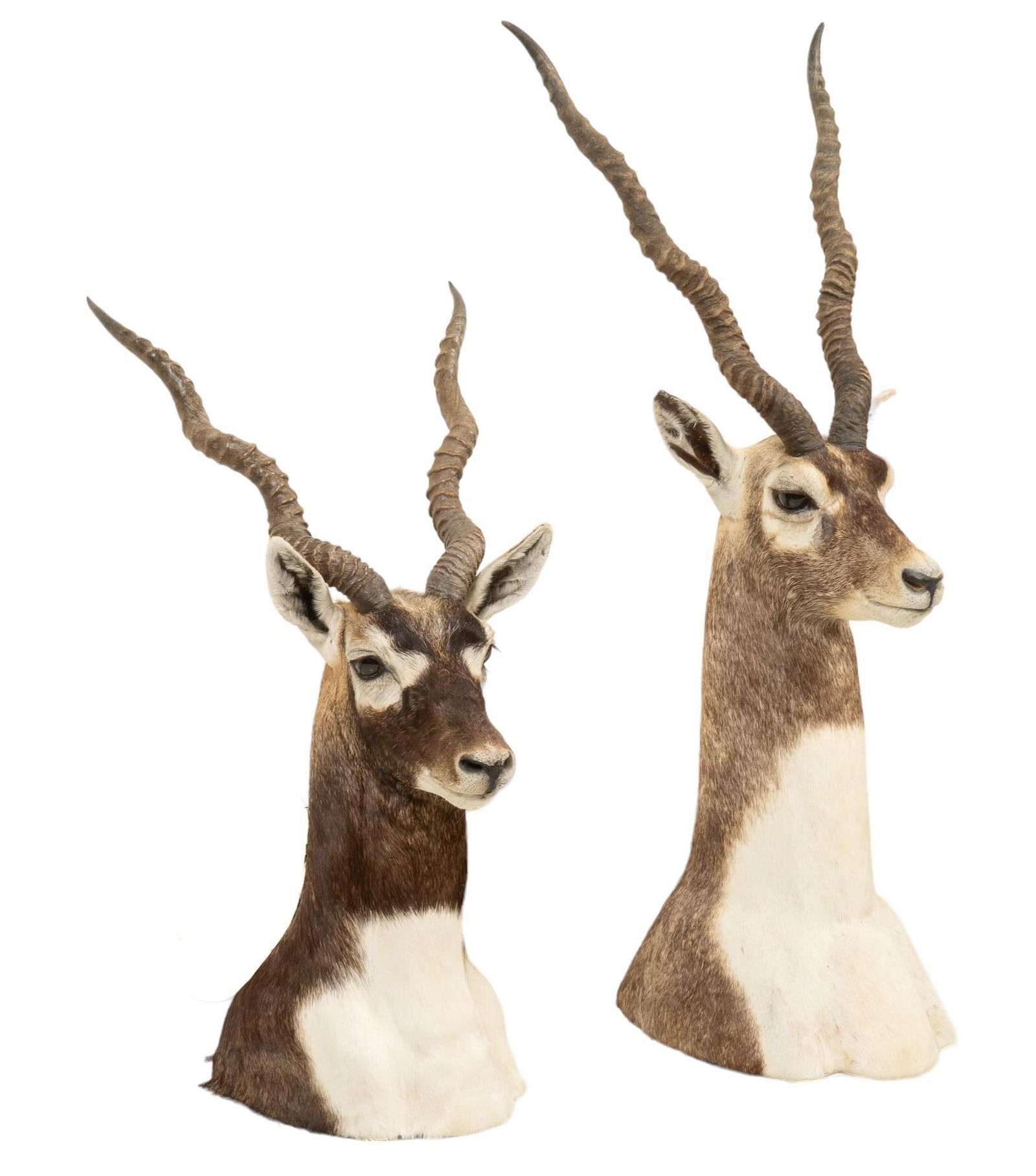 (2) Blackbuck Antelope Shoulder Mounts (1 of 5)