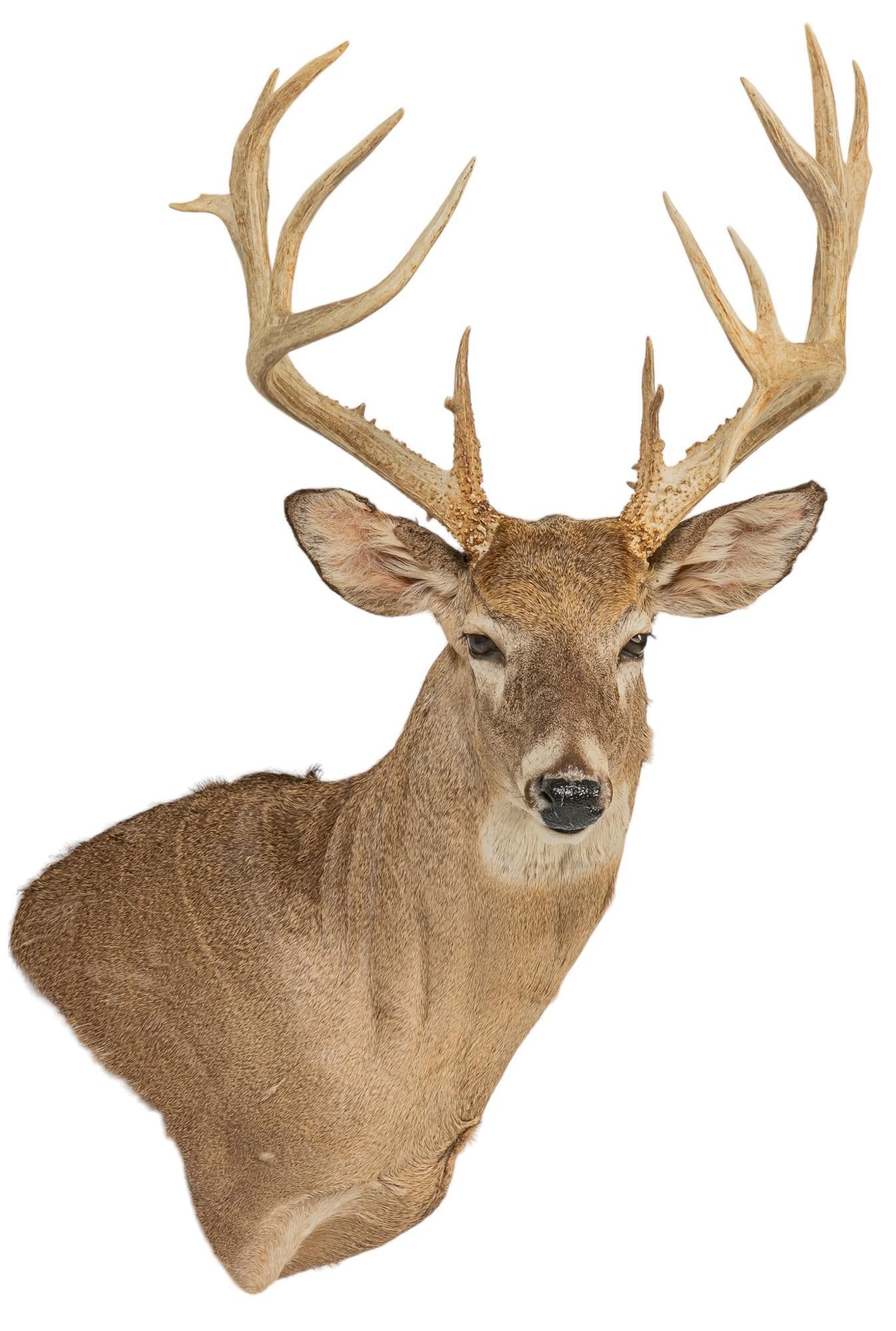 Whitetail Deer Shoulder Mount Taxidermy (1 of 5)