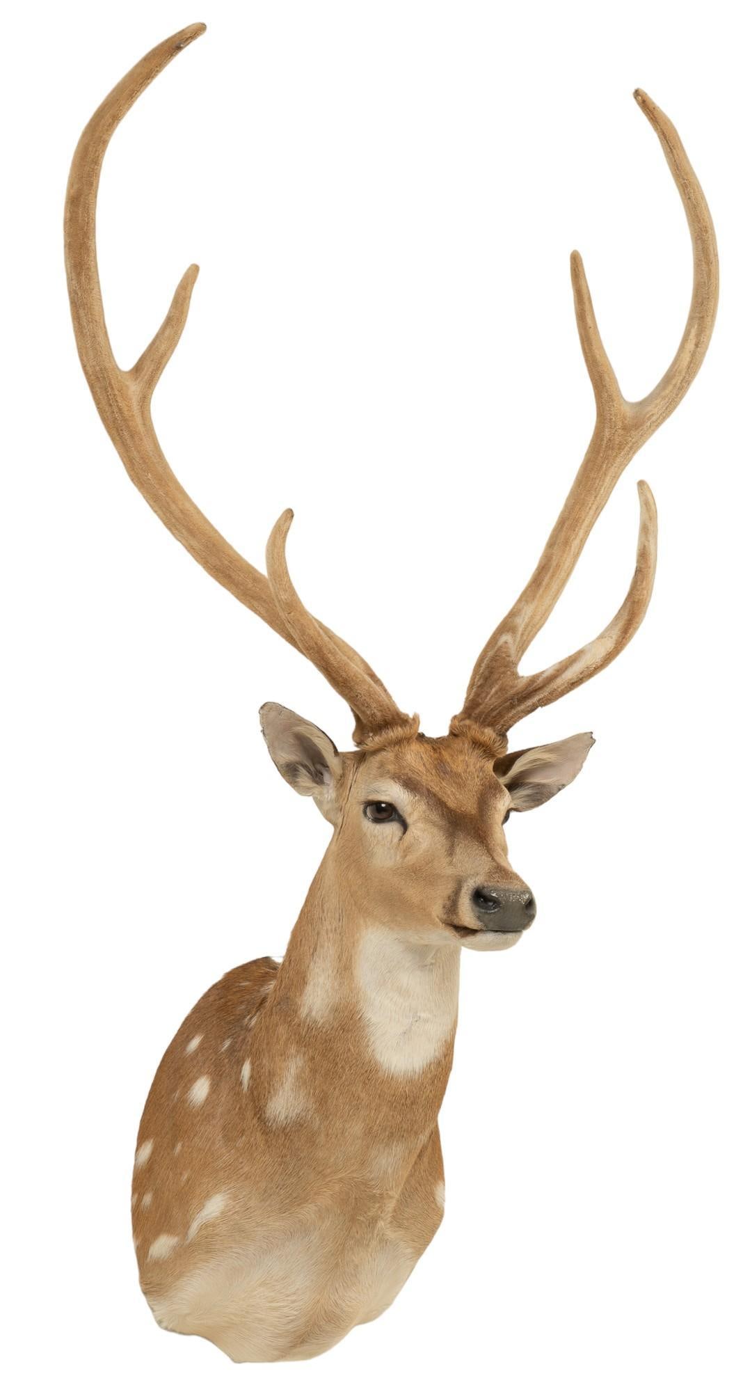 Axis Deer Shoulder Mount Taxidermy (1 of 4)