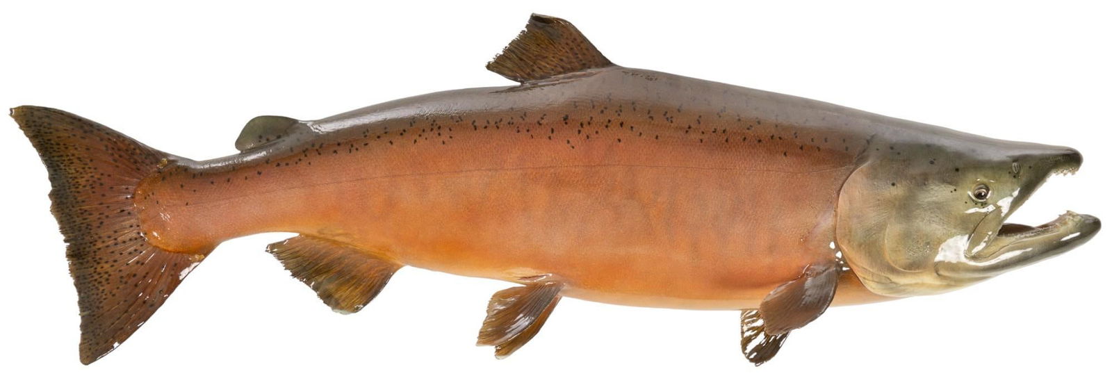 Chinook Salmon Taxidermy Mount (1 of 6)