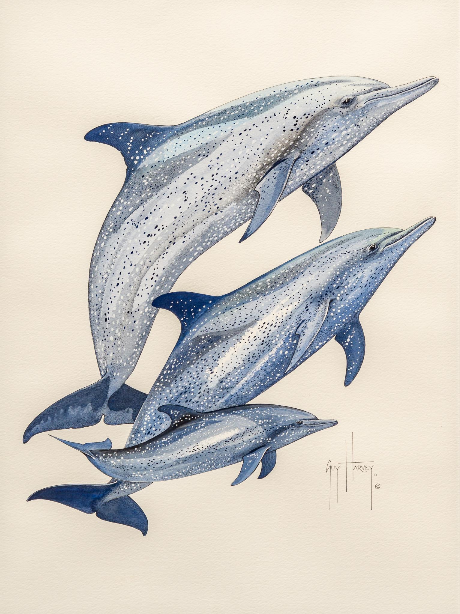 Guy Harvey, Dolphins (1 of 4)