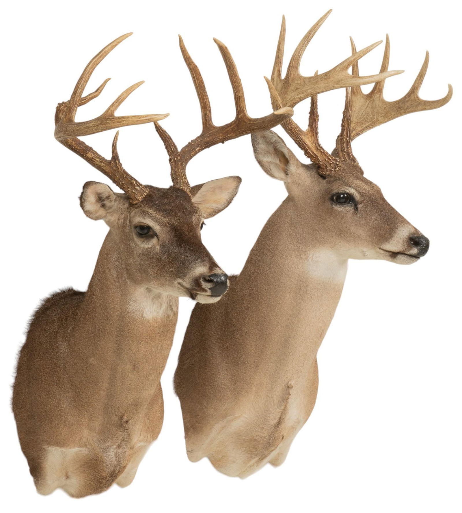 (2) Whitetail Shoulder Mounts (1 of 4)